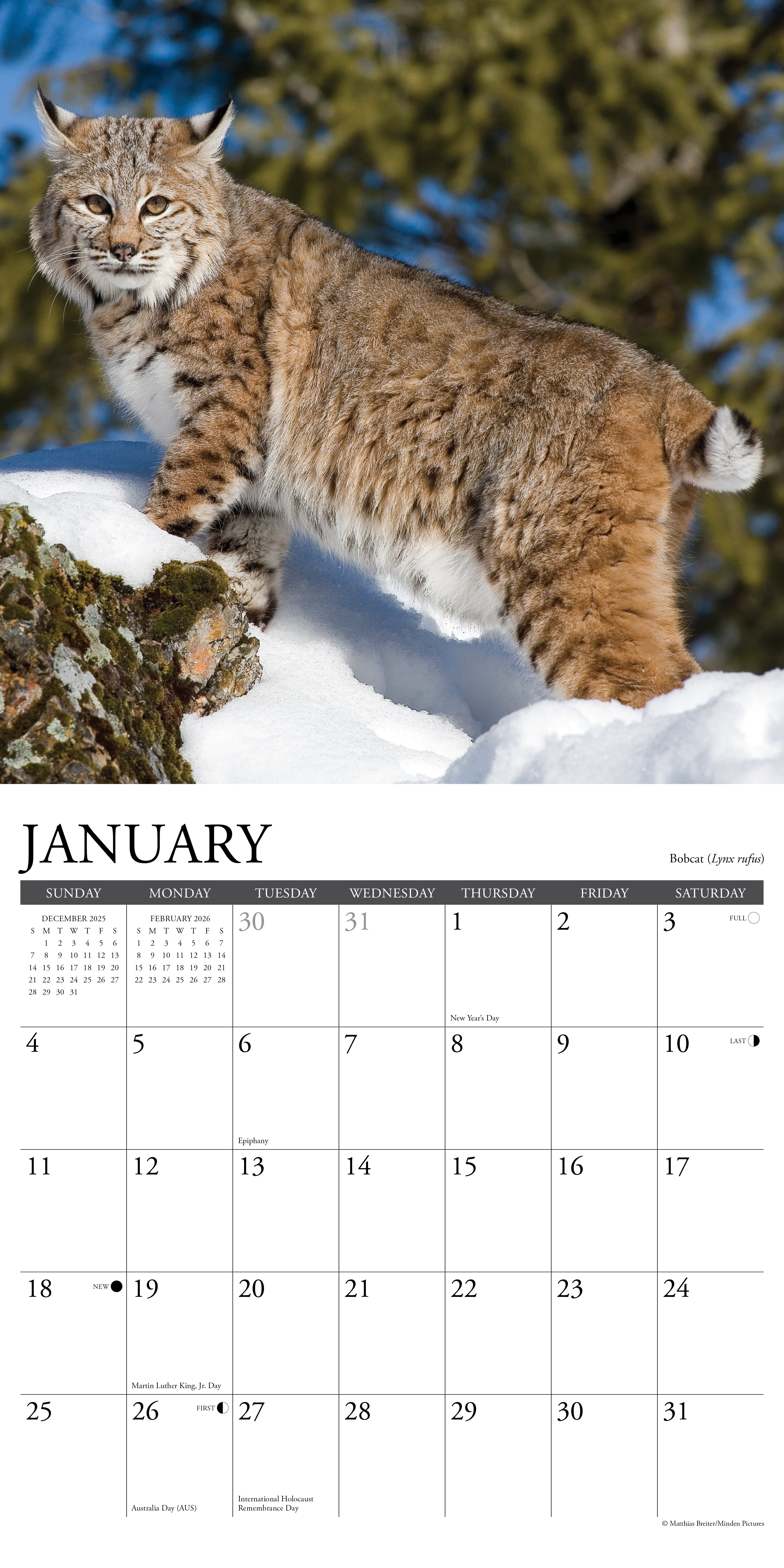 2026 Rocky Mountain Wildlife - Square Wall Calendar