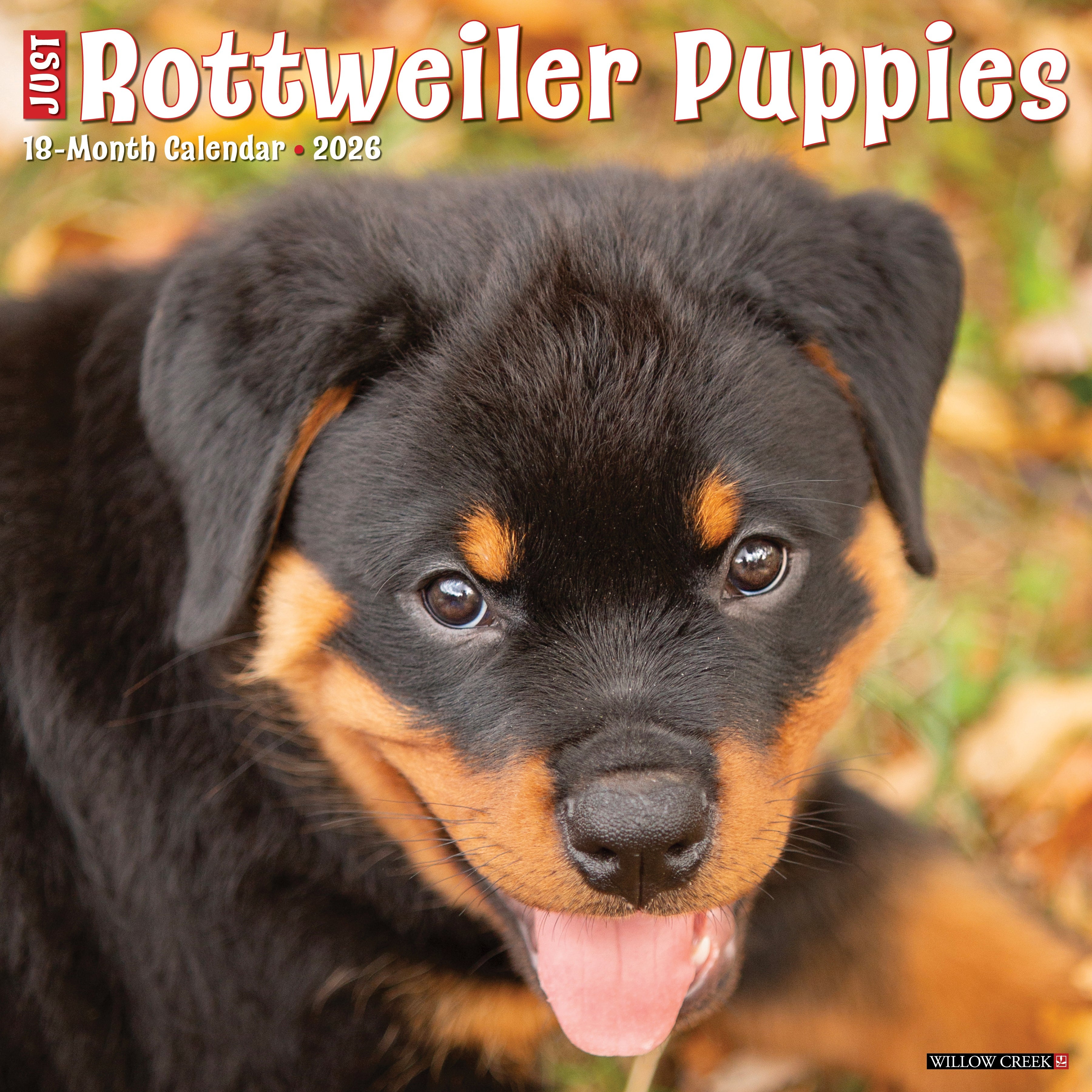2026 Rottweiler Puppies - Square Wall Calendar