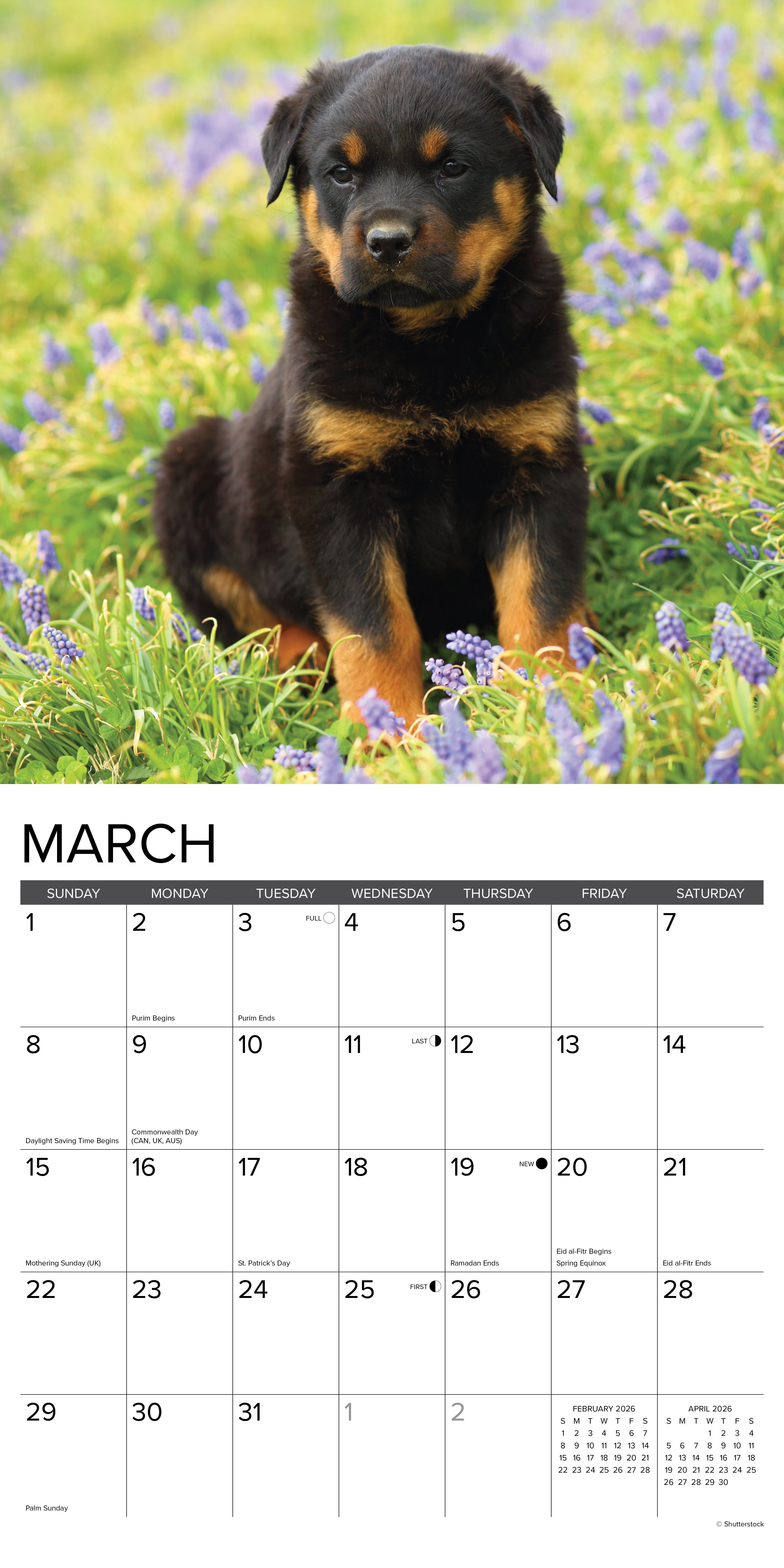 2026 Rottweiler Puppies - Square Wall Calendar