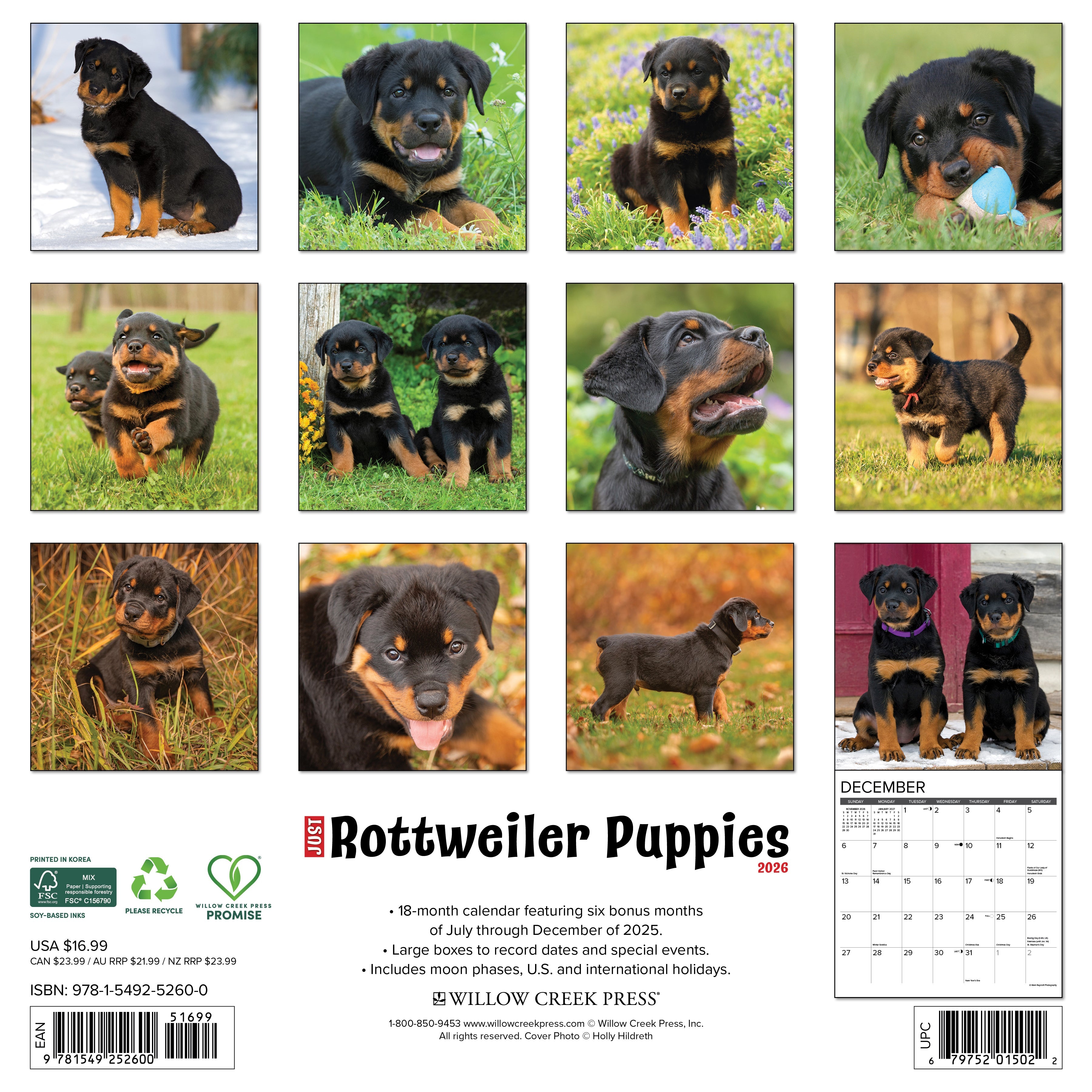2026 Rottweiler Puppies - Square Wall Calendar