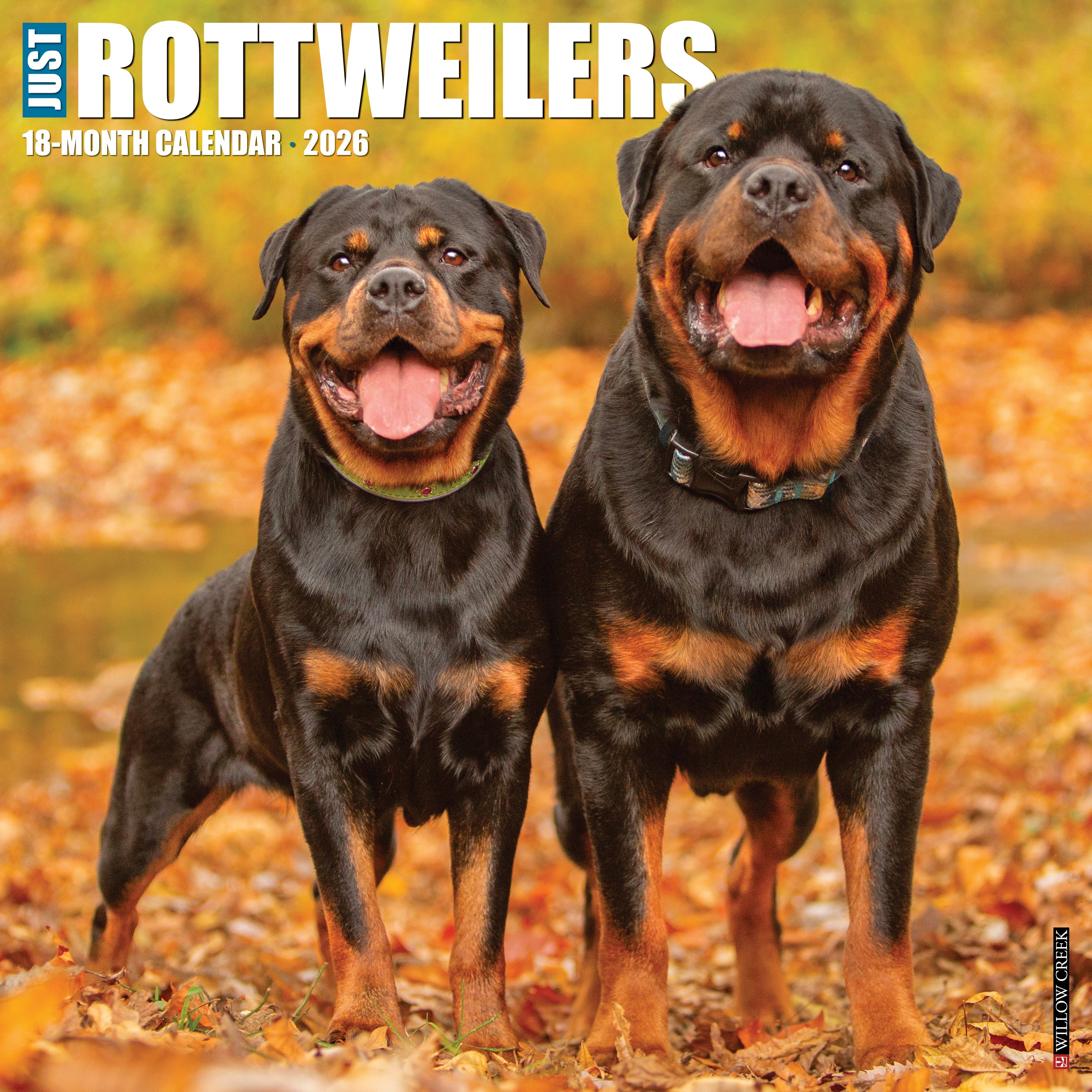2026 Rottweilers - Square Wall Calendar