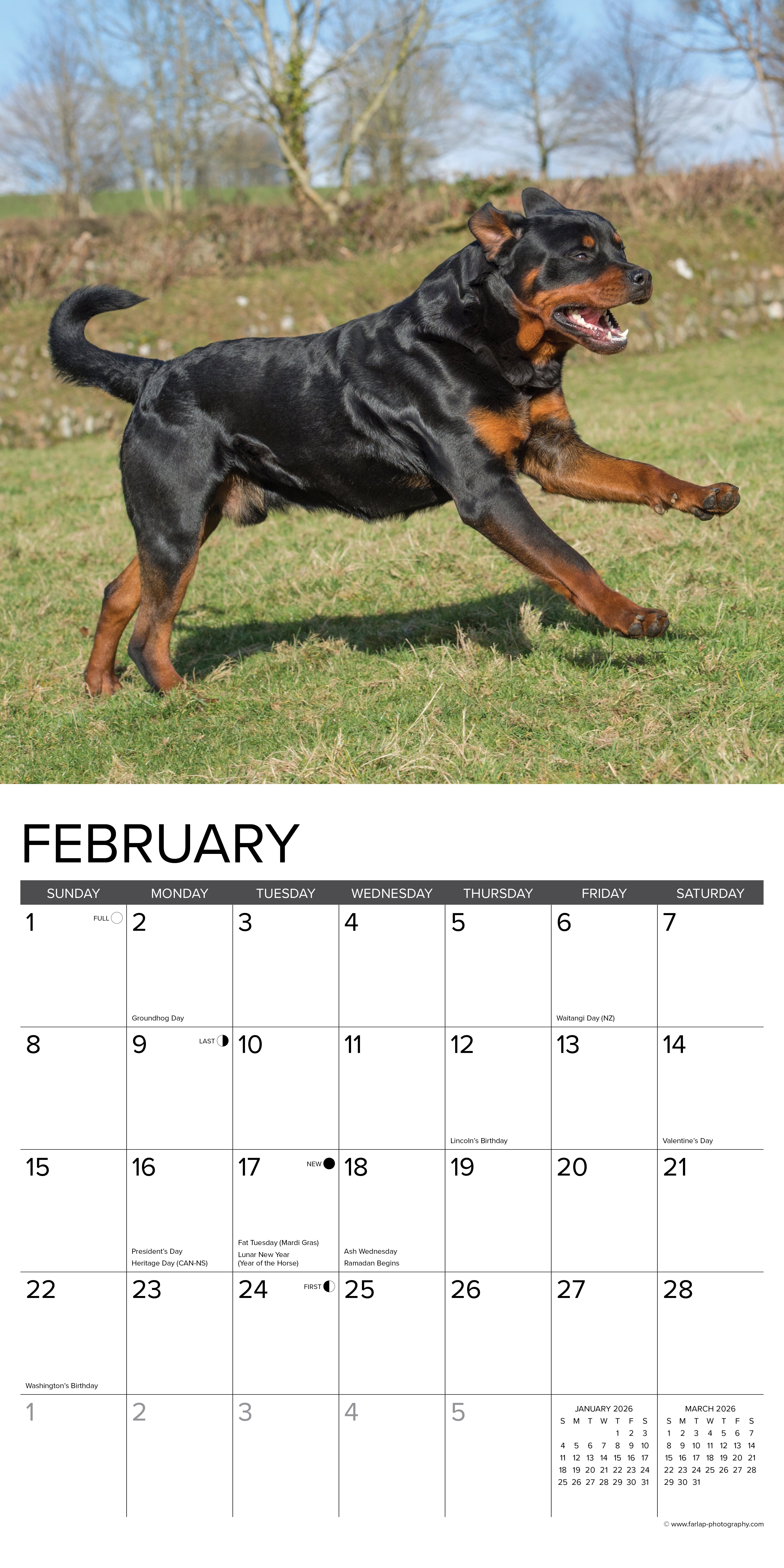 2026 Rottweilers - Square Wall Calendar