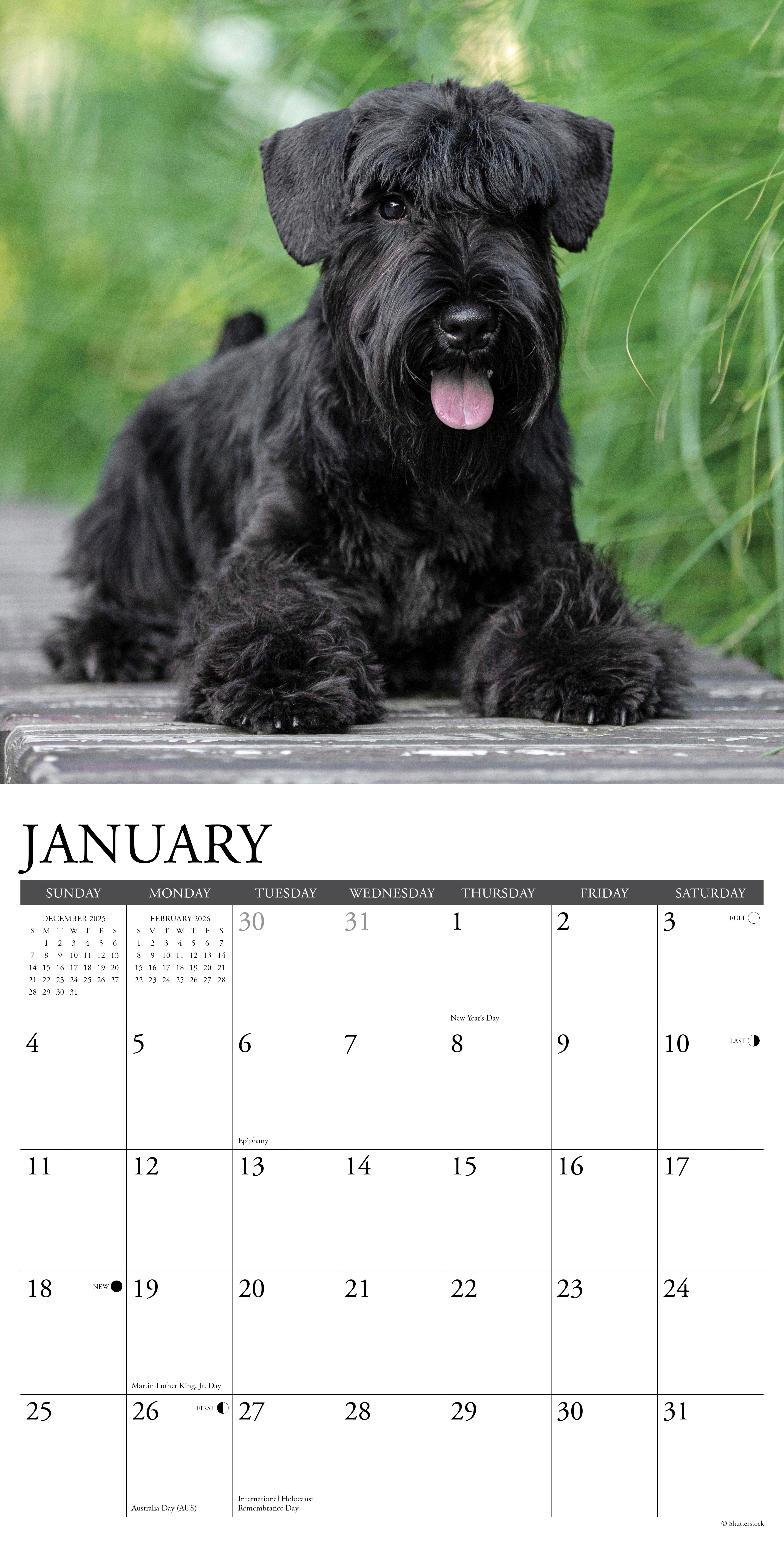 2026 Schnauzers - Square Wall Calendar