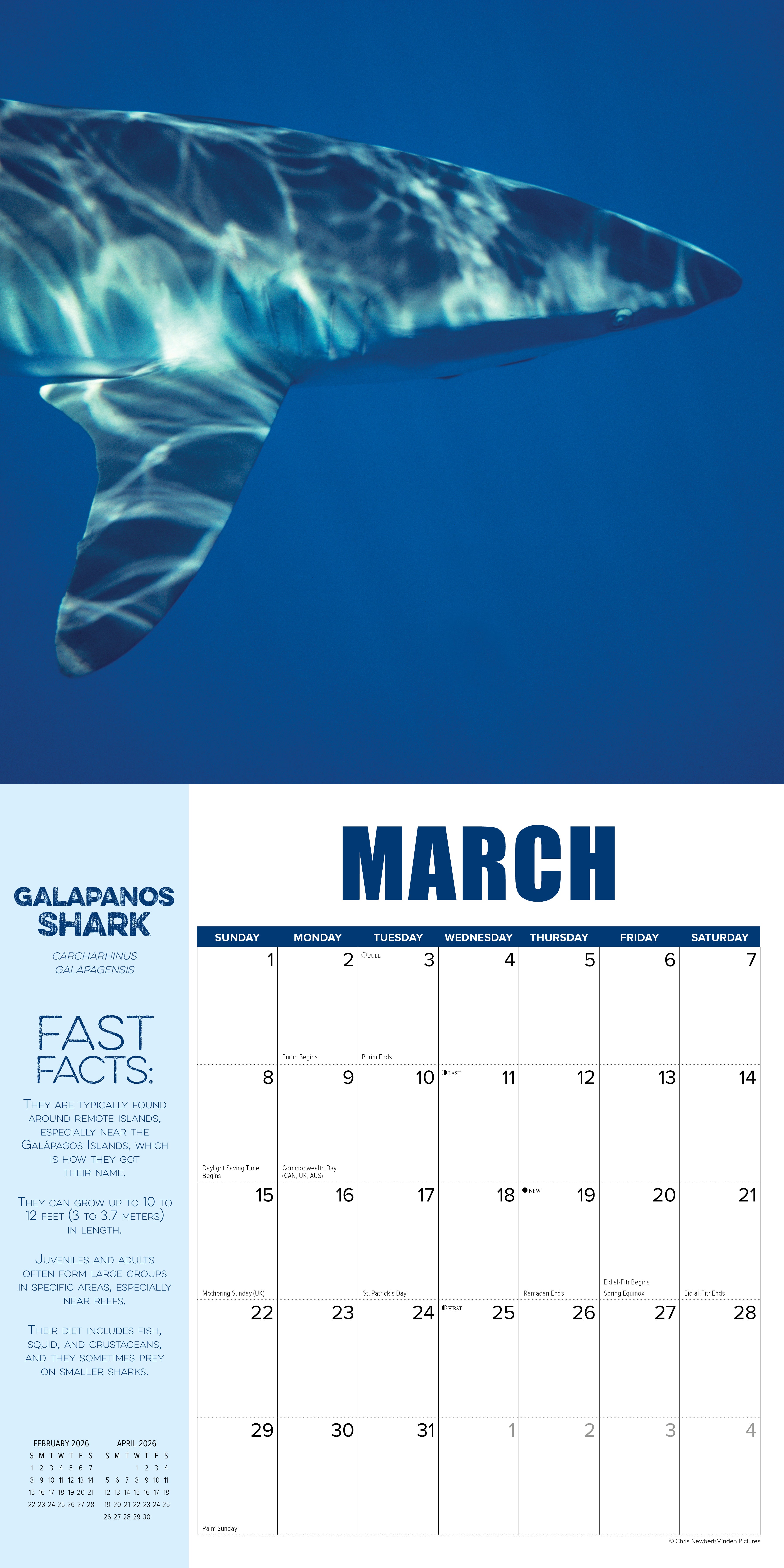 2026 Shark Year - Square Wall Calendar