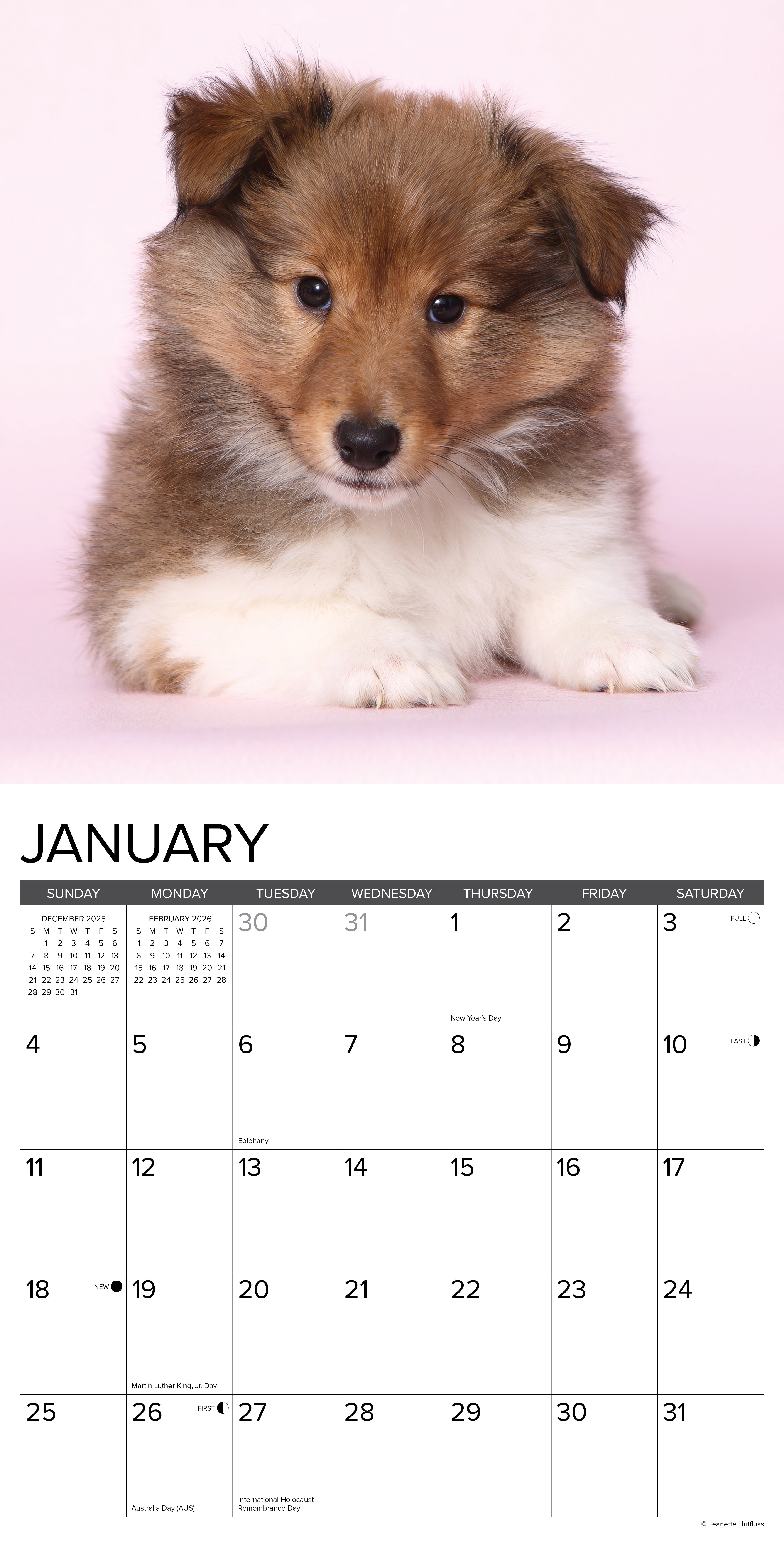 2026 Sheltie Puppies - Square Wall Calendar