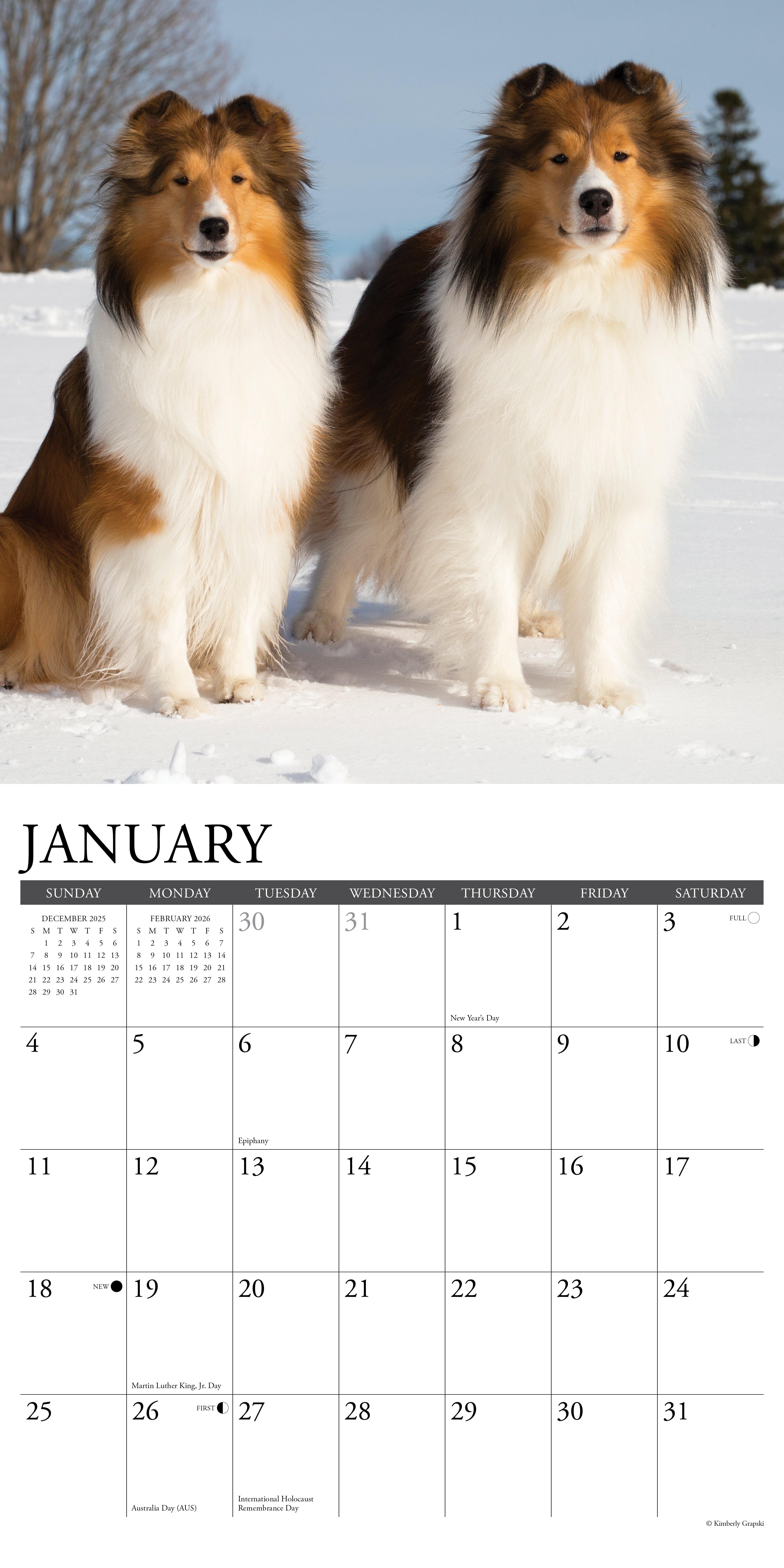 2026 Shelties - Square Wall Calendar
