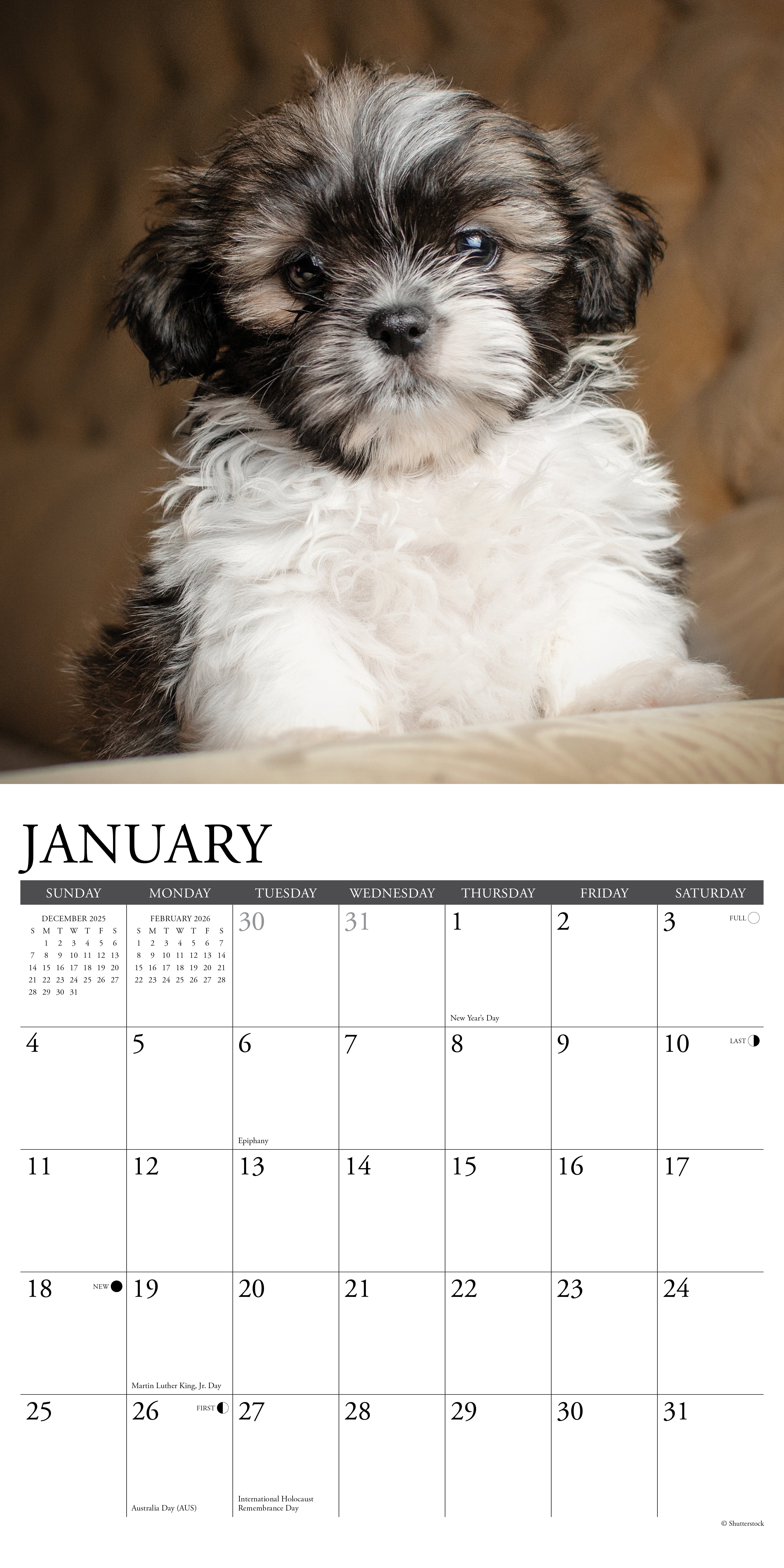 2026 Shih Tzu Puppies - Square Wall Calendar