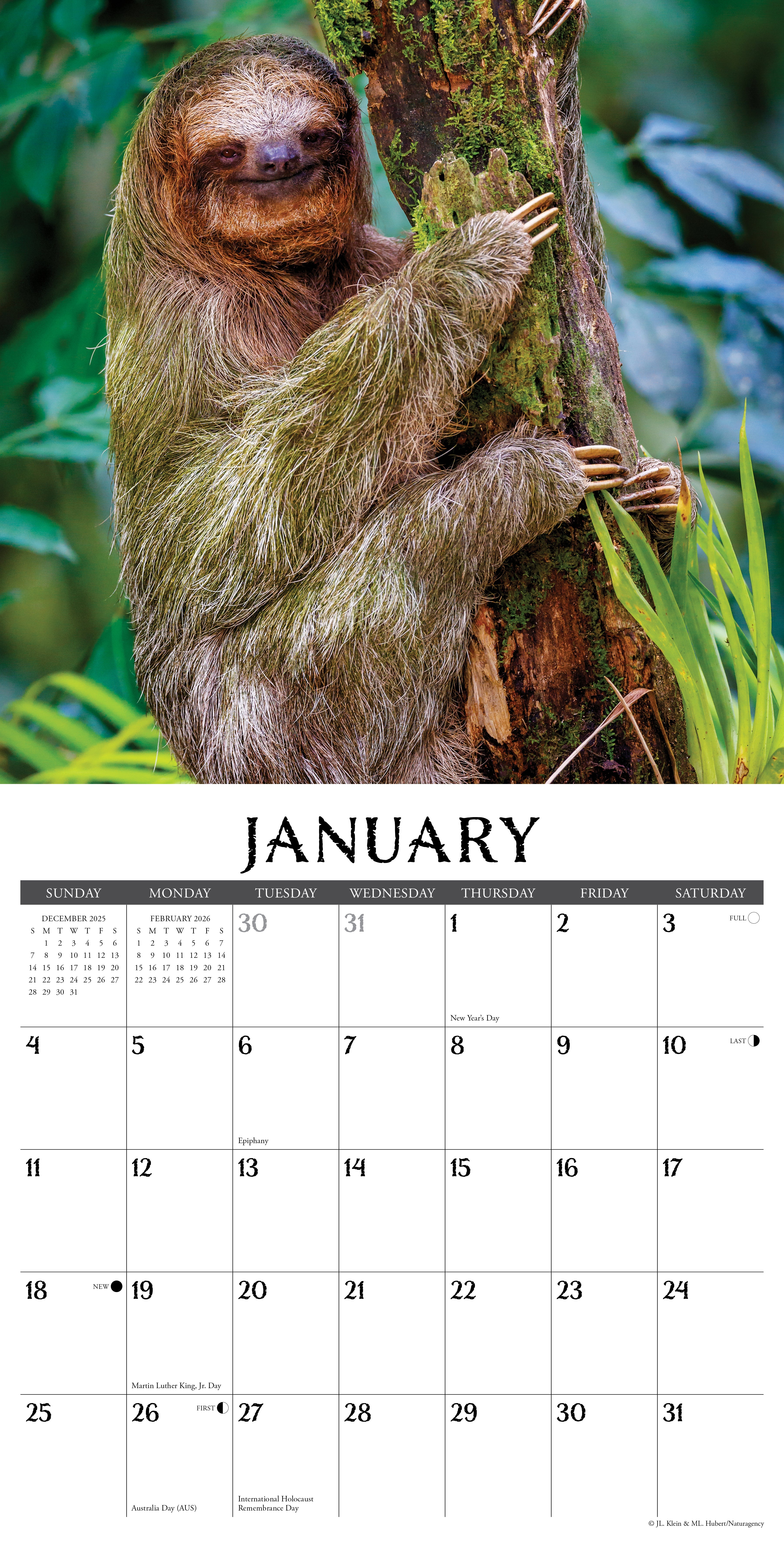 2026 Sloths - Square Wall Calendar