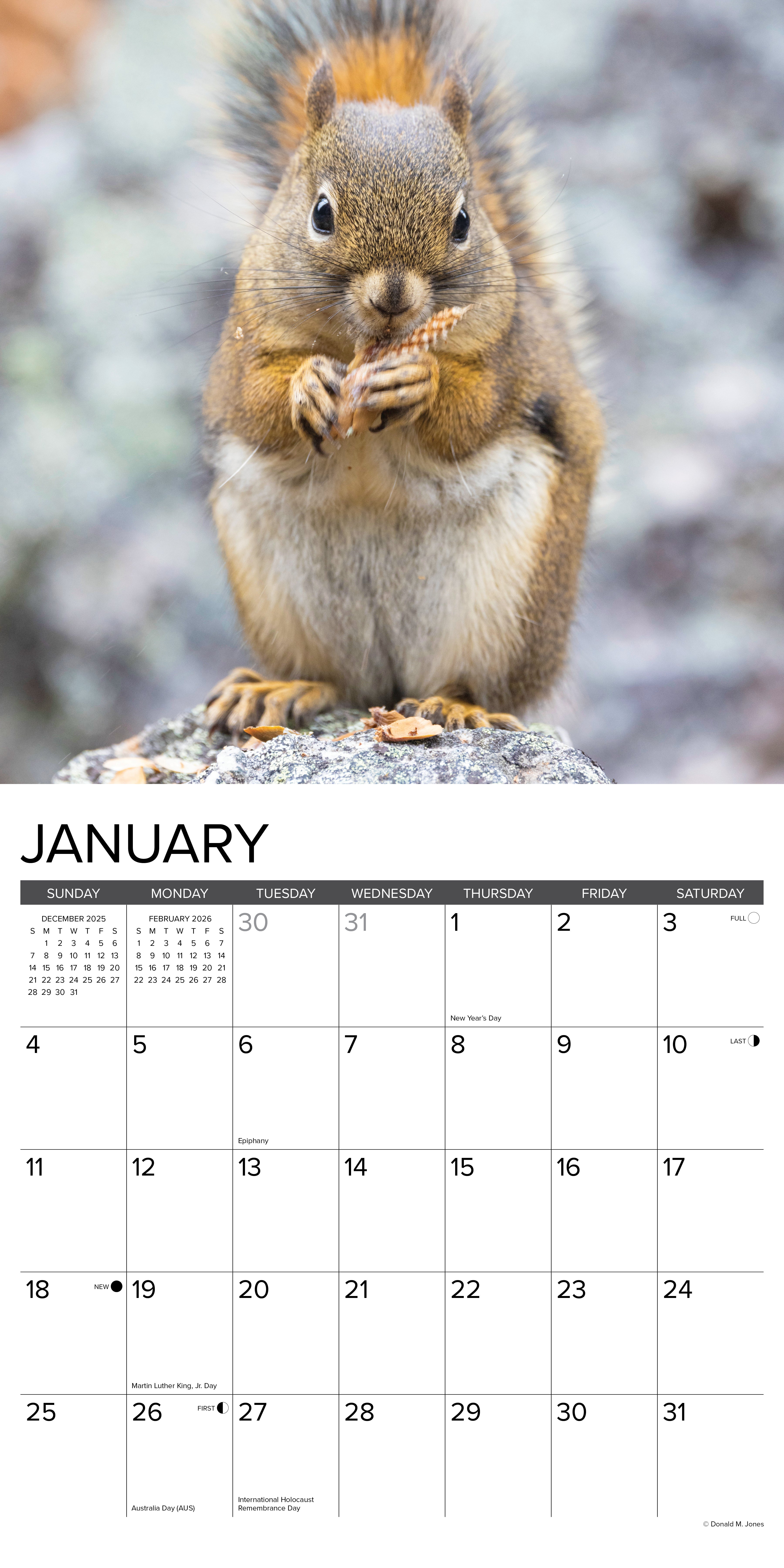 2026 Squirrels - Square Wall Calendar