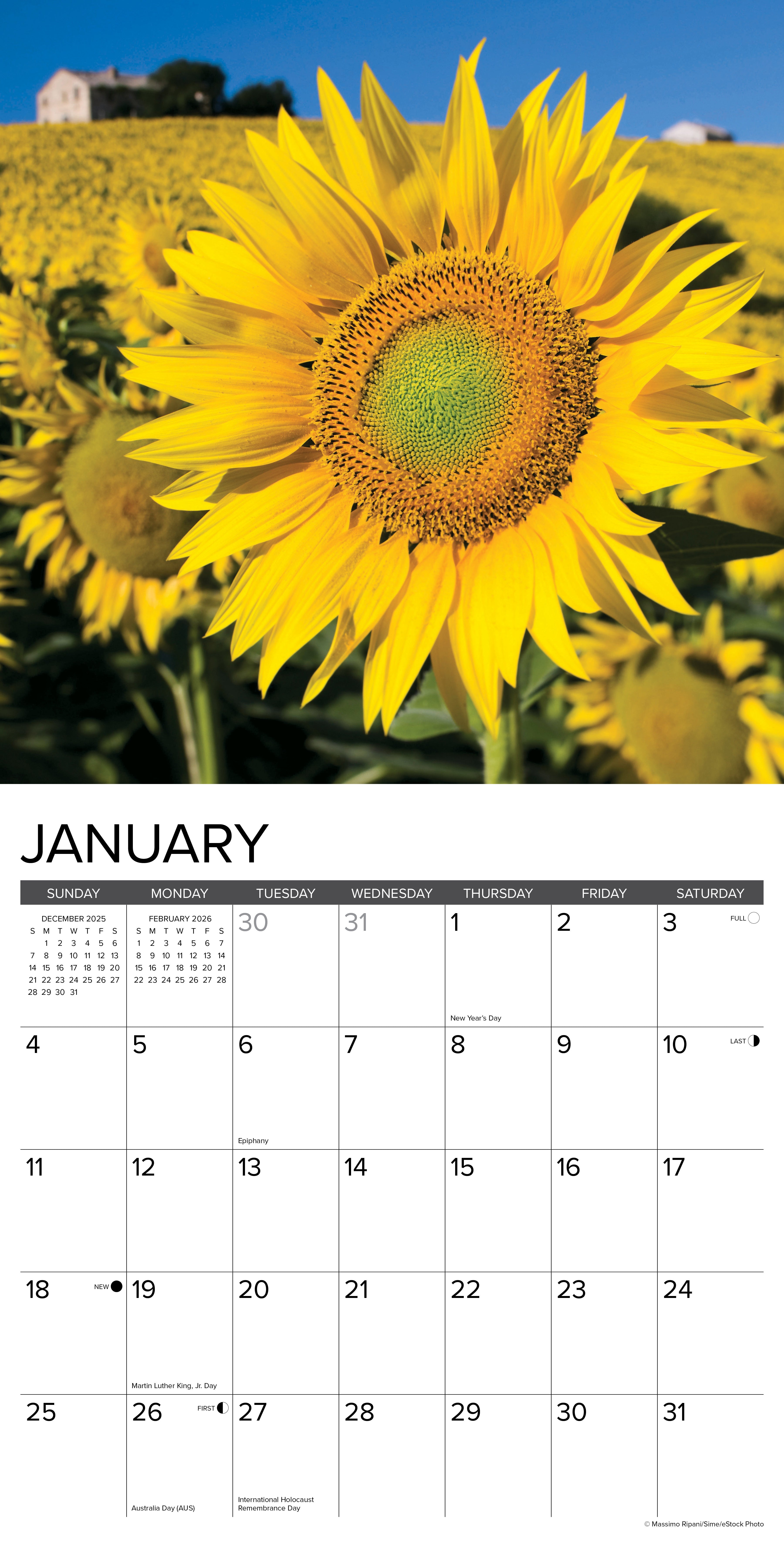2026 Sunflowers - Square Wall Calendar