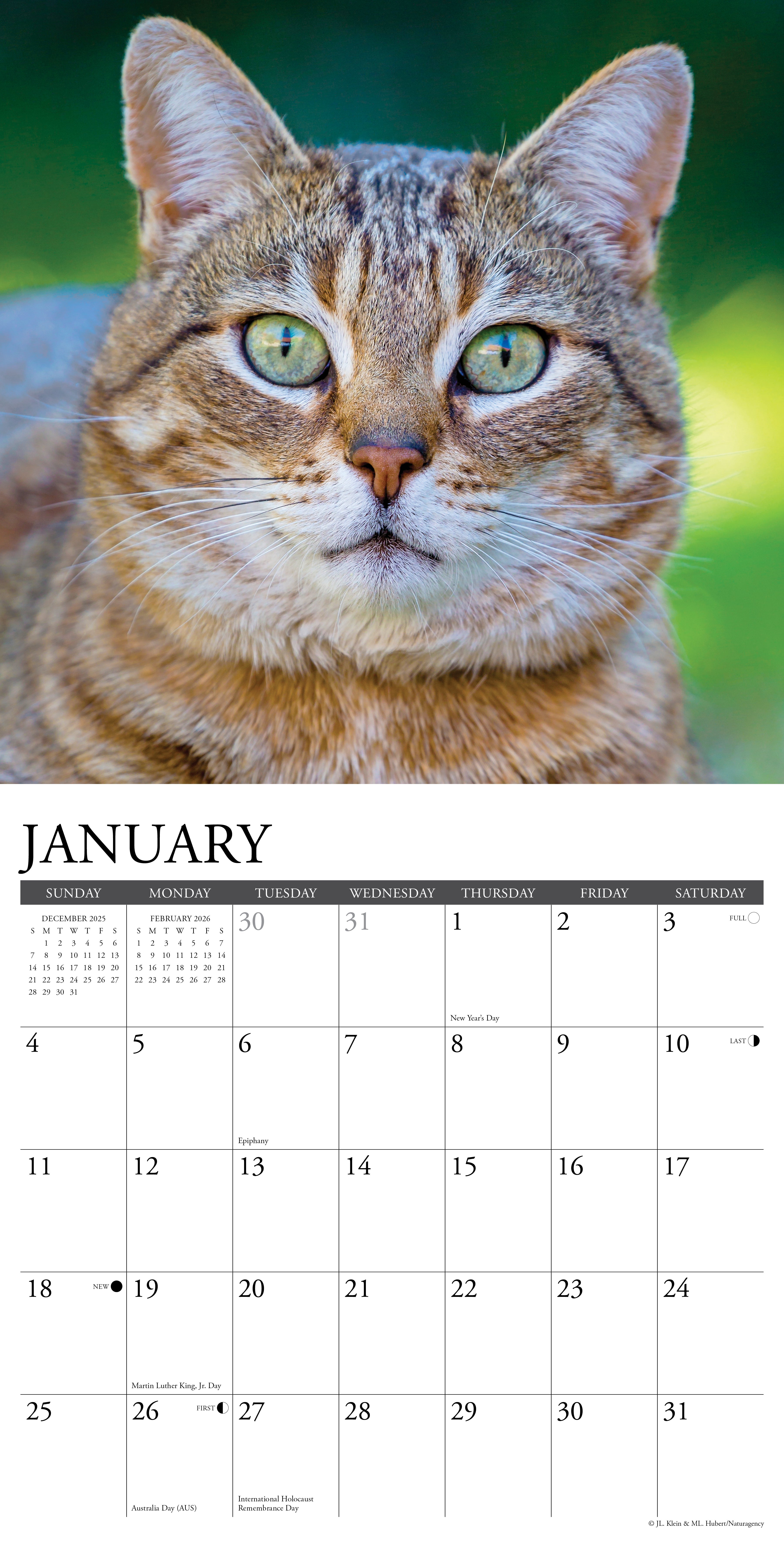 2026 Tabby Cats - Square Wall Calendar