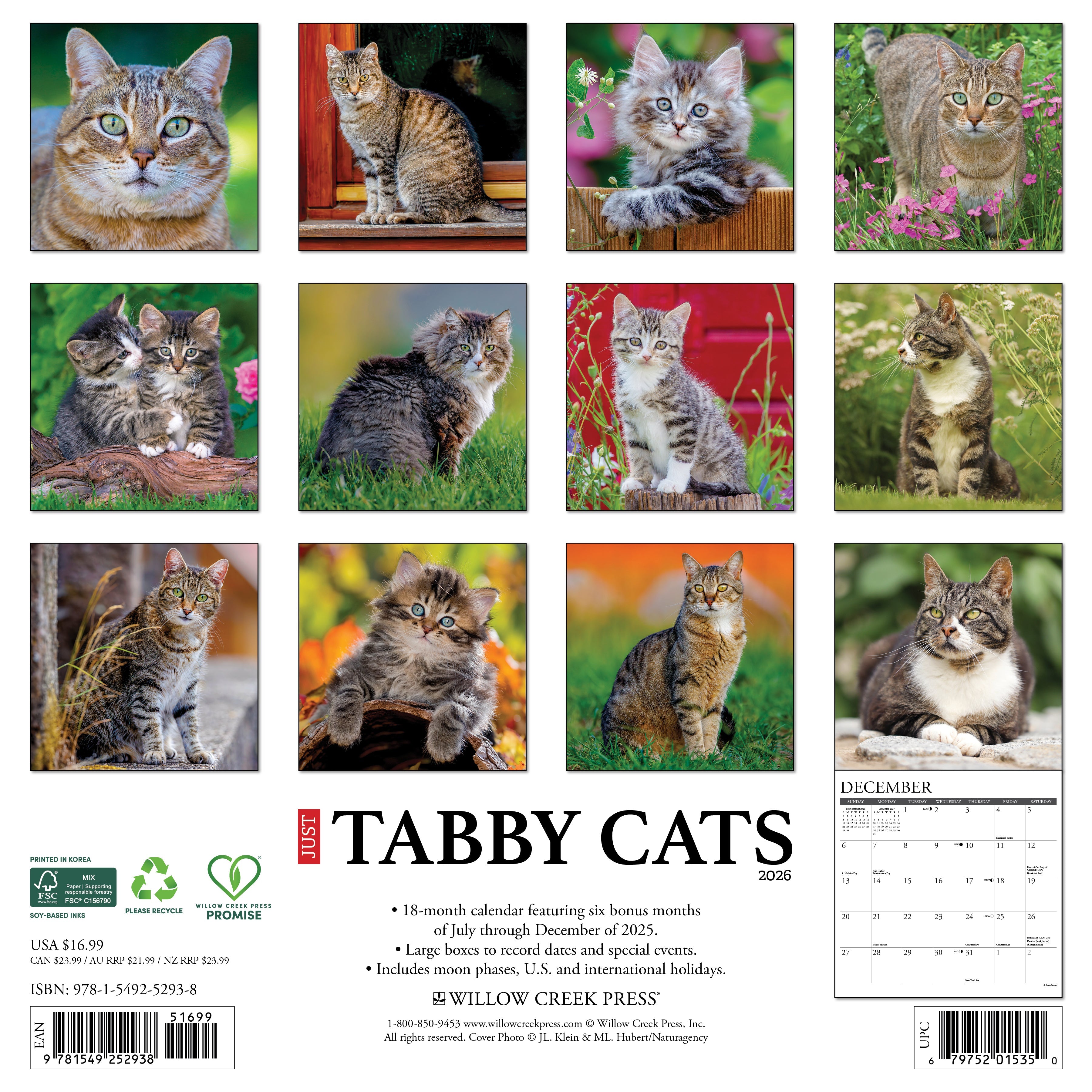 2026 Tabby Cats - Square Wall Calendar