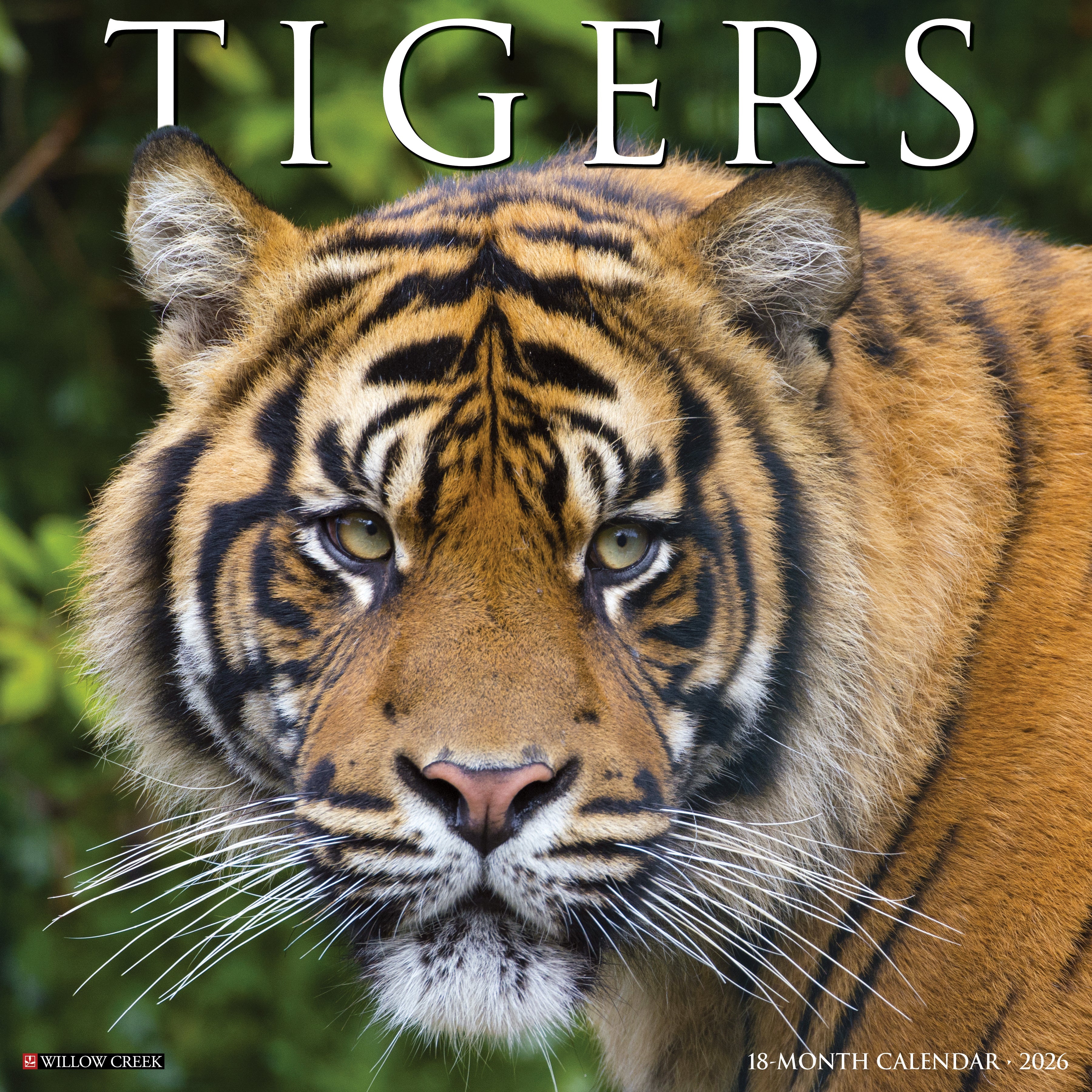 2026 Tigers - Square Wall Calendar