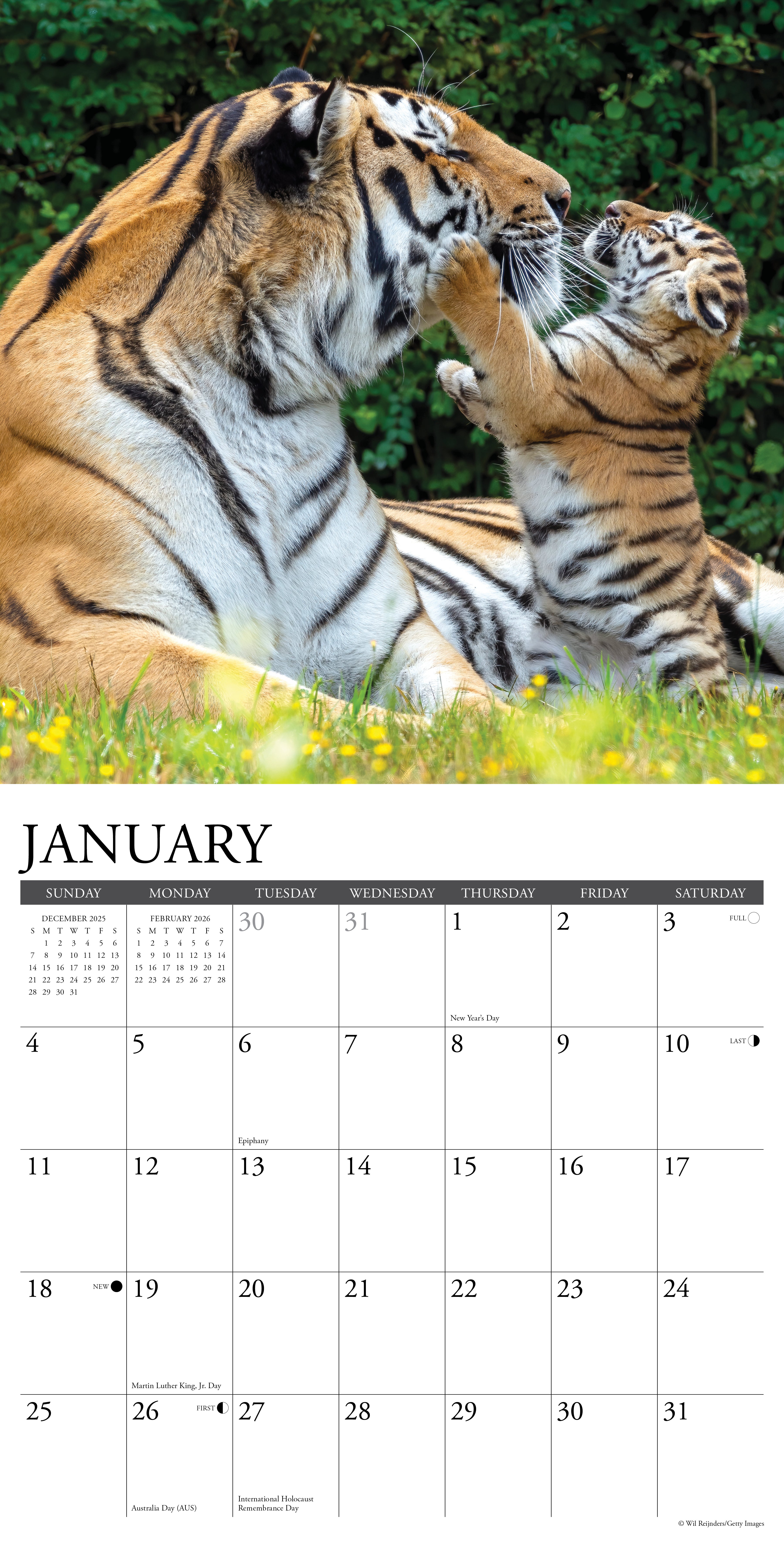 2026 Tigers - Square Wall Calendar