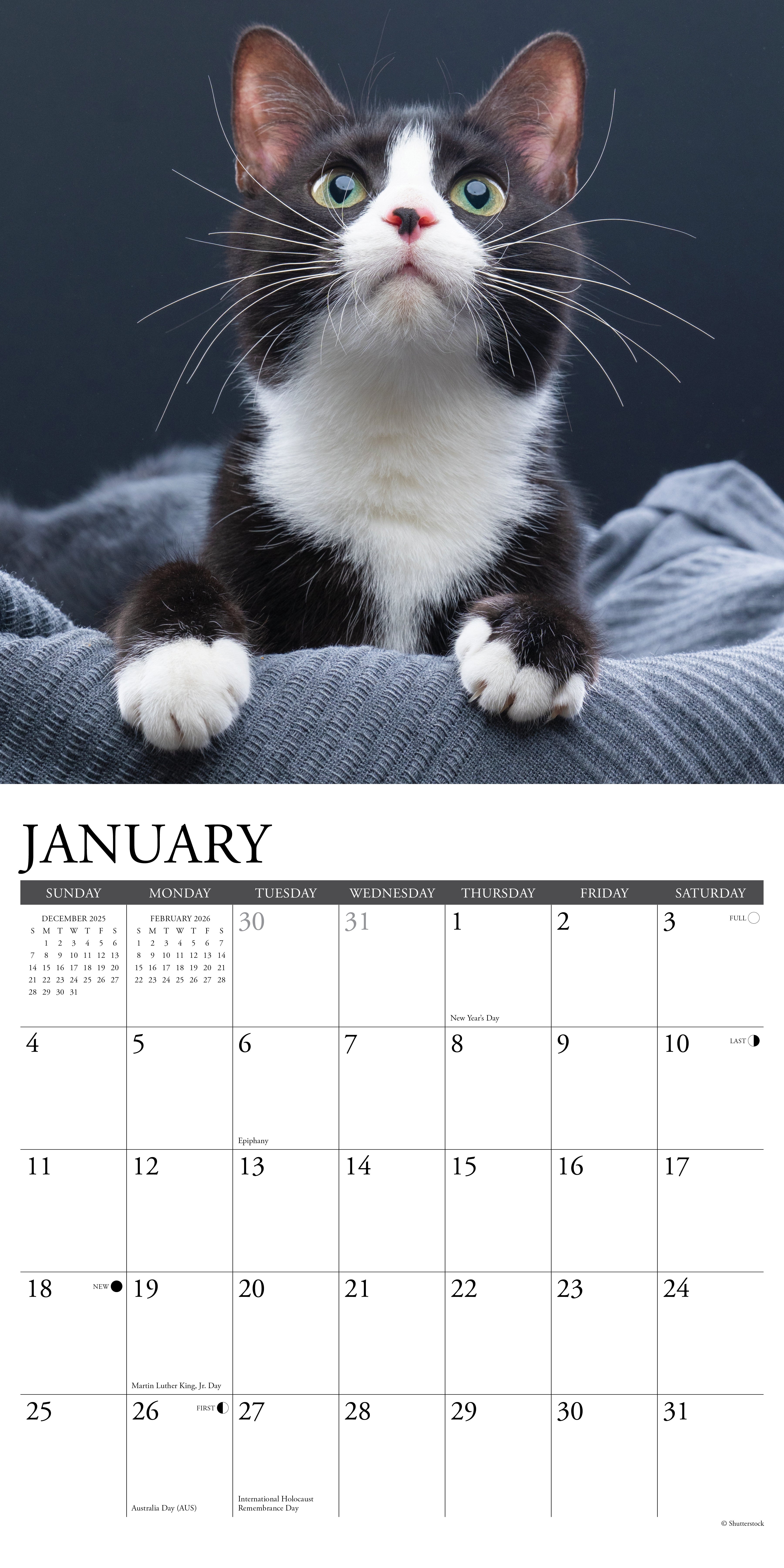 2026 Tuxedo Cats - Square Wall Calendar