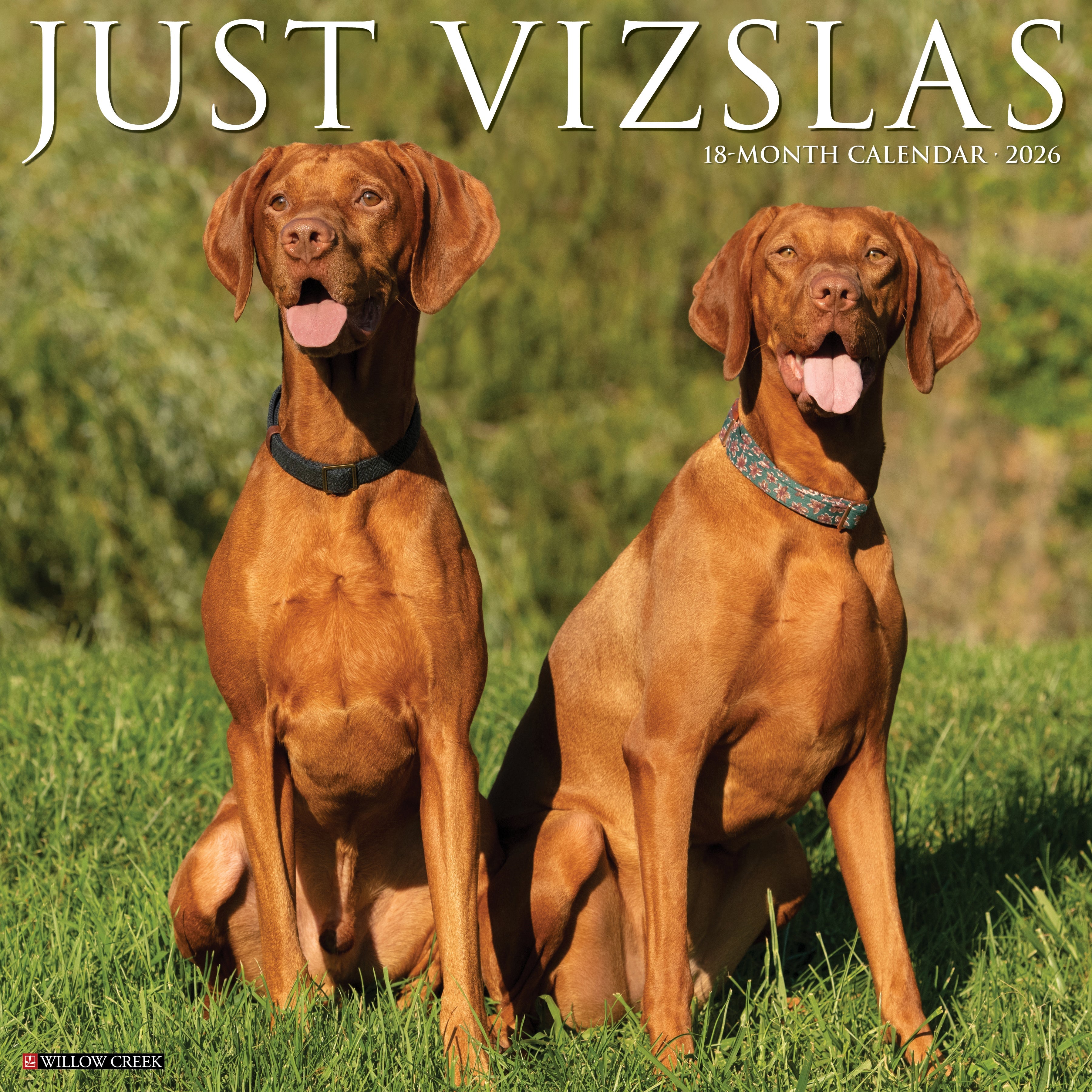 2026 Vizslas - Square Wall Calendar