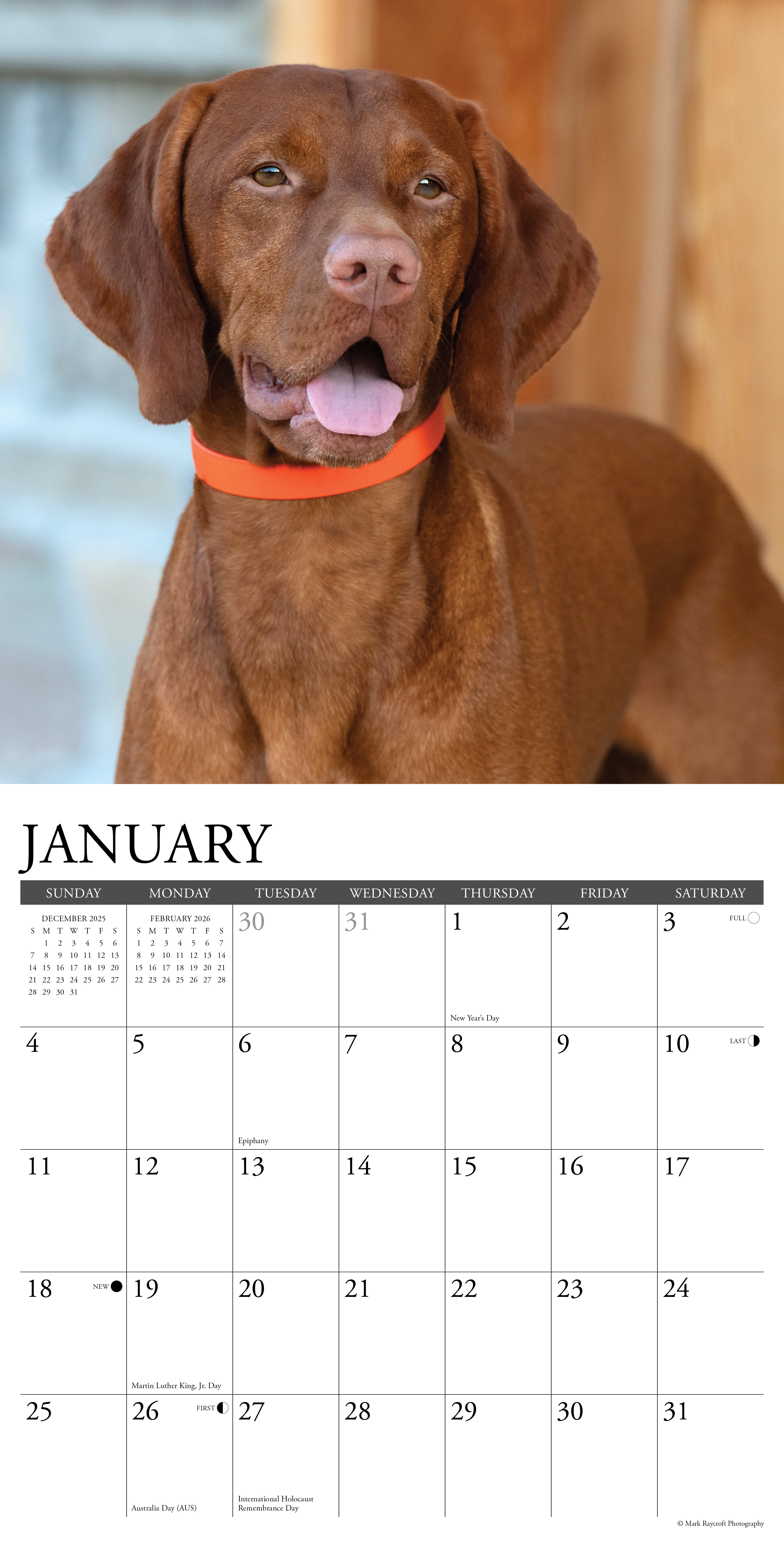 2026 Vizslas - Square Wall Calendar