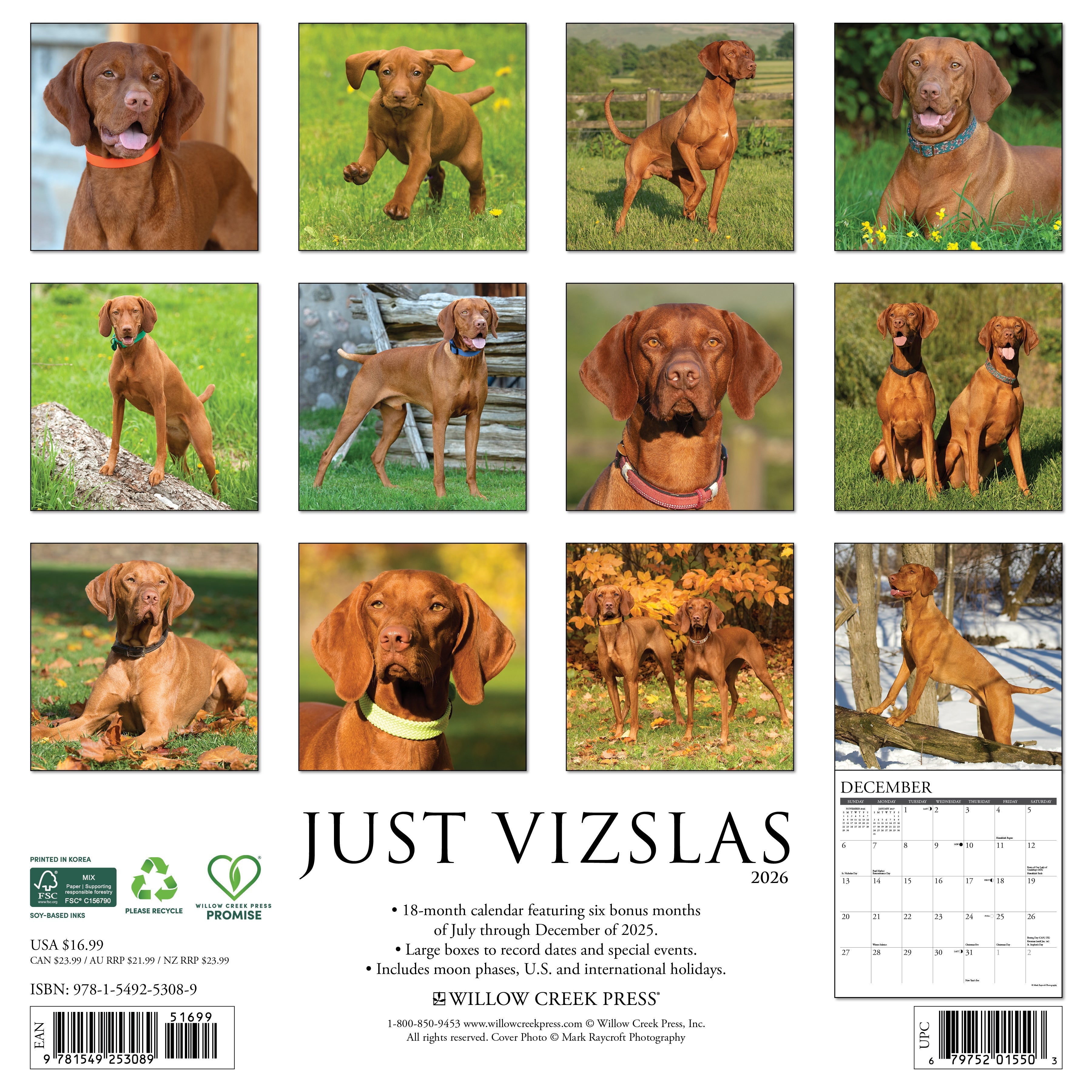 2026 Vizslas - Square Wall Calendar
