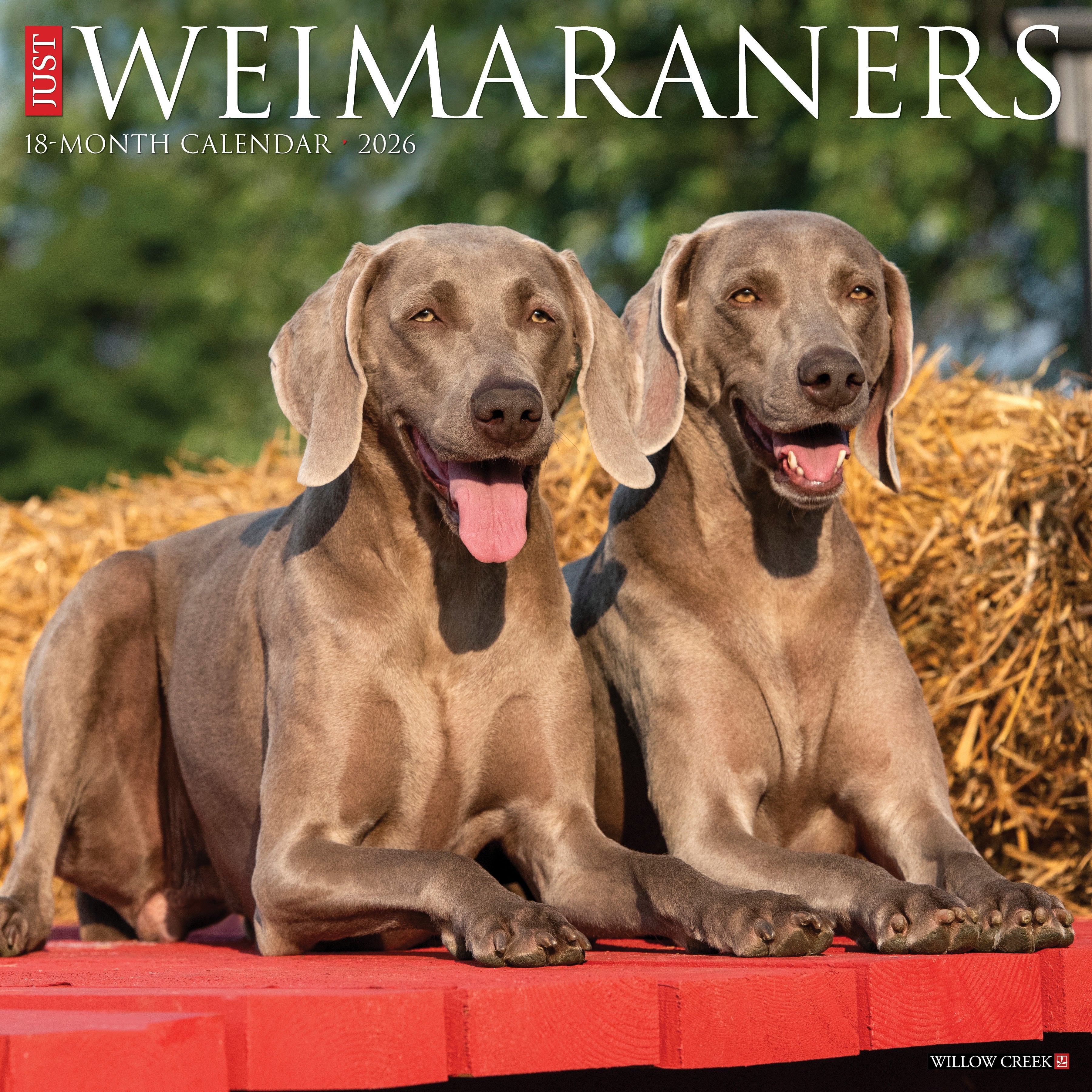 2026 Weimaraners - Square Wall Calendar
