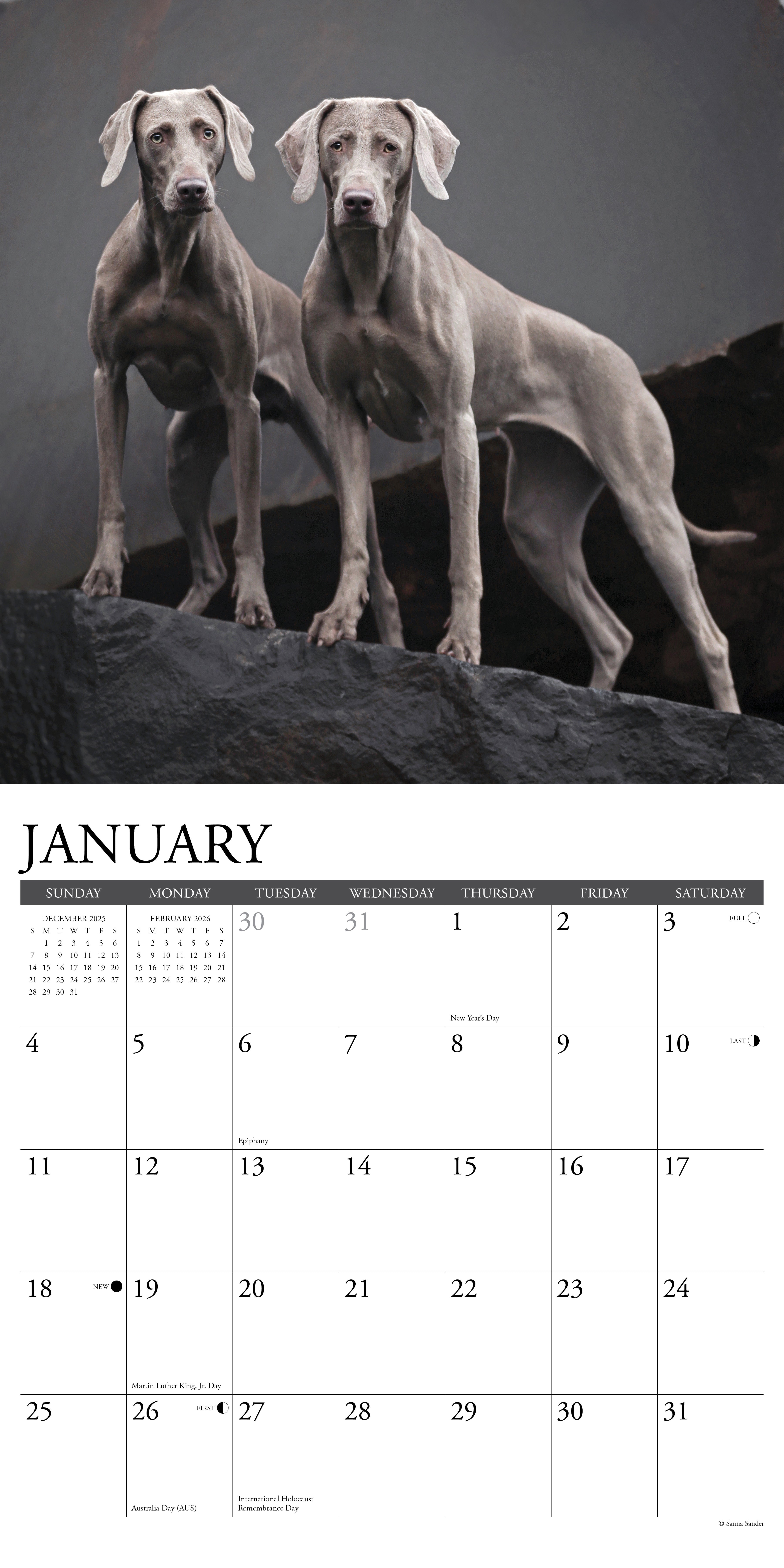 2026 Weimaraners - Square Wall Calendar