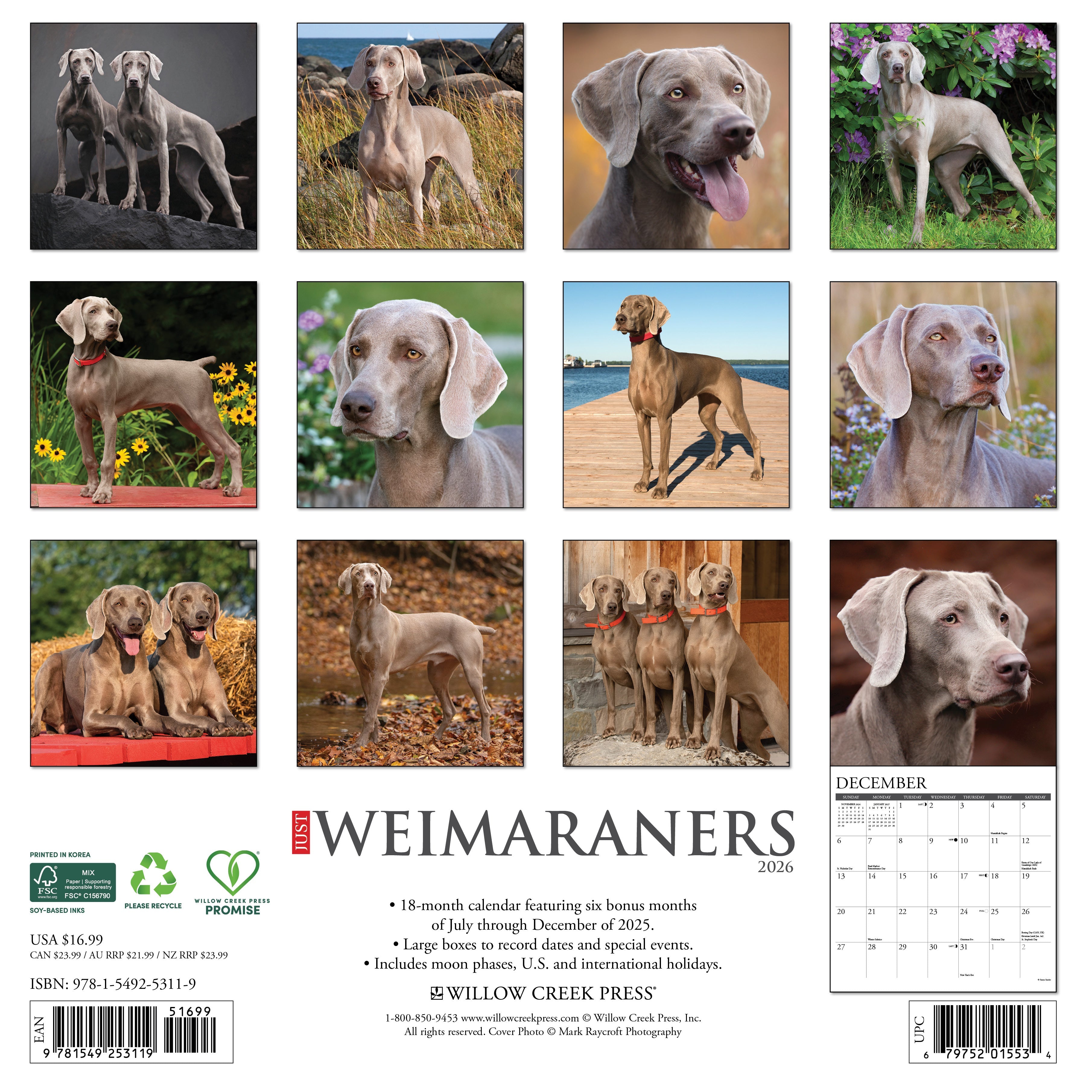 2026 Weimaraners - Square Wall Calendar