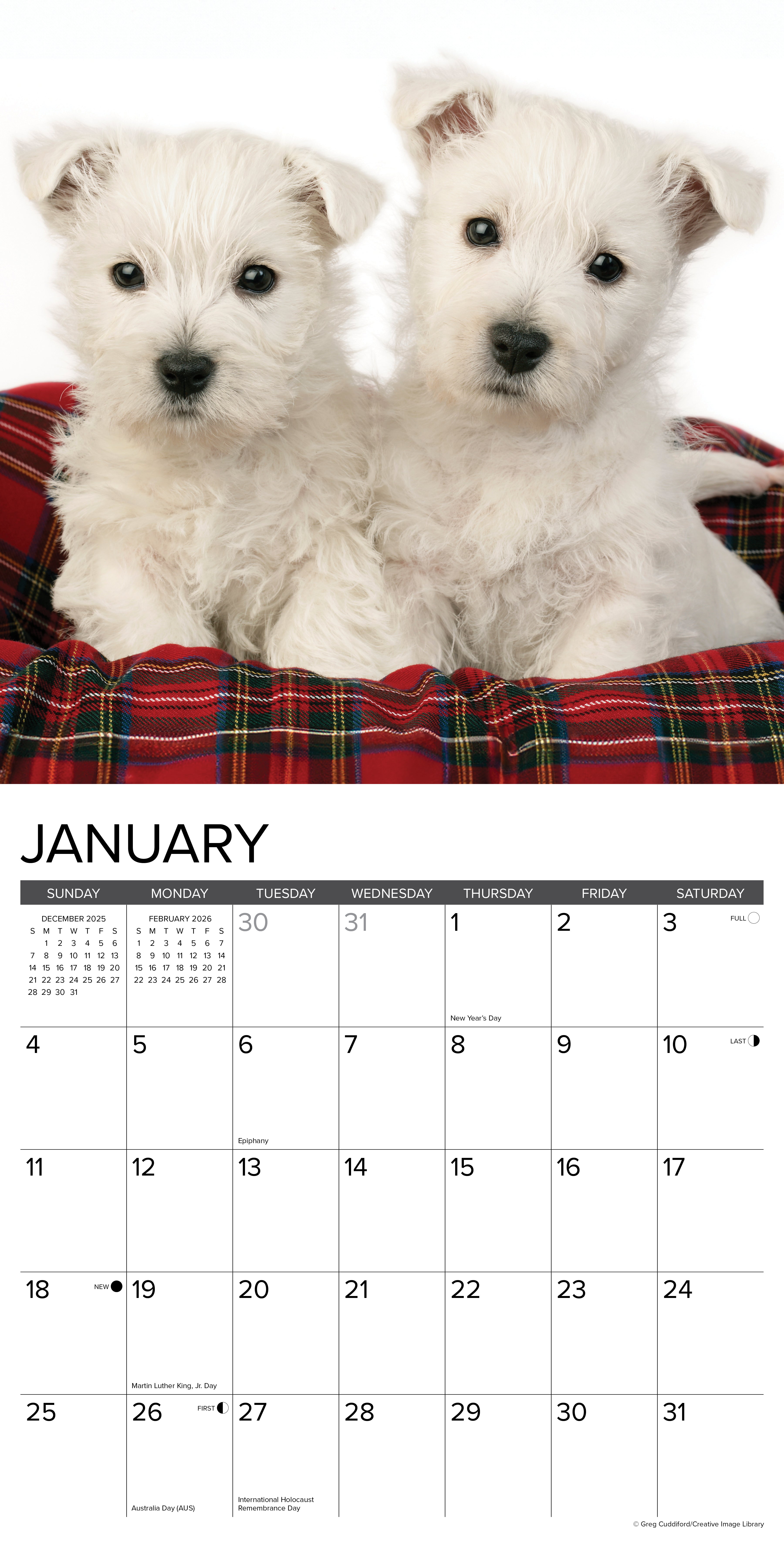 2026 Westie Puppies - Square Wall Calendar