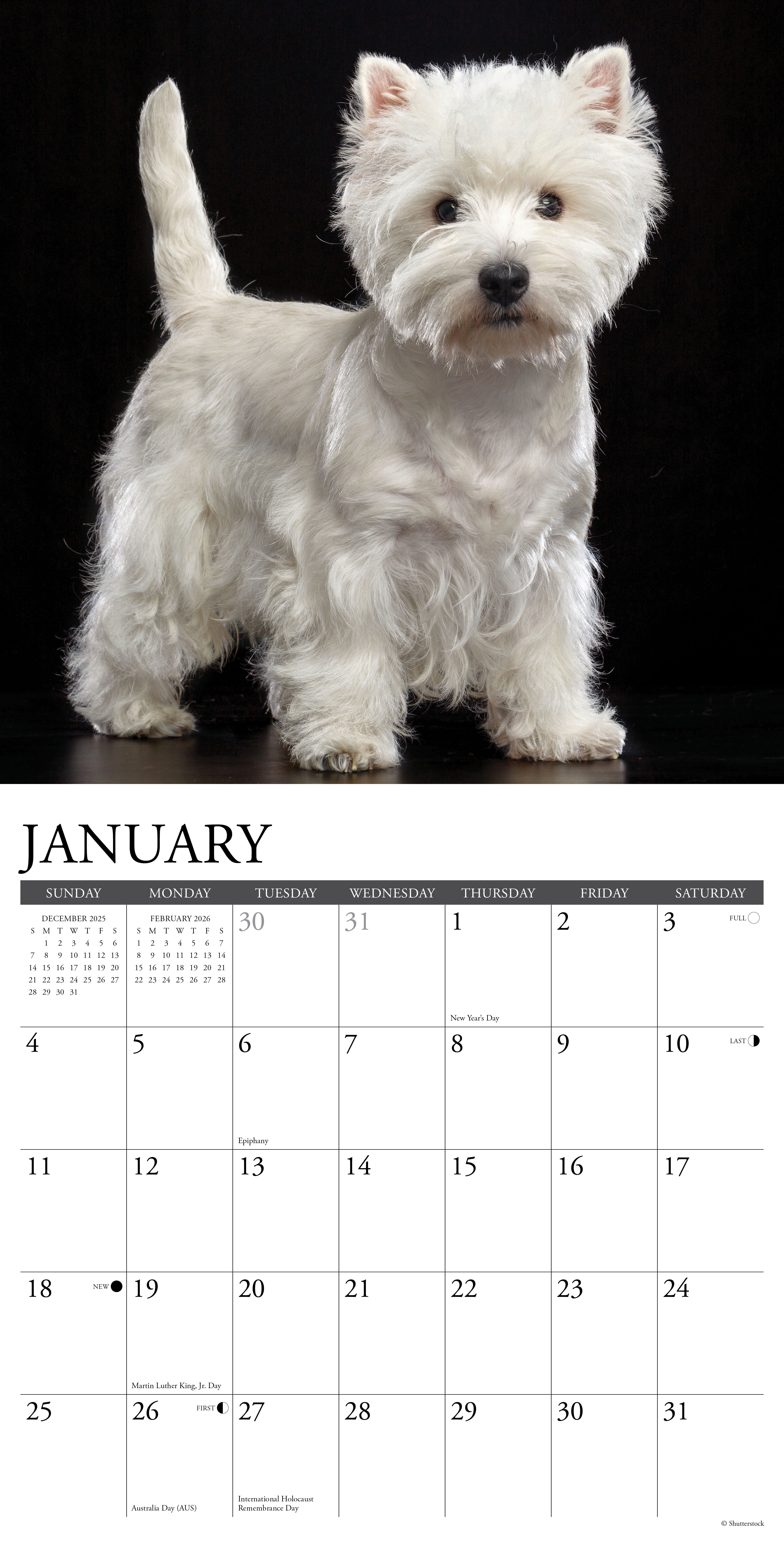 2026 Westies - Square Wall Calendar