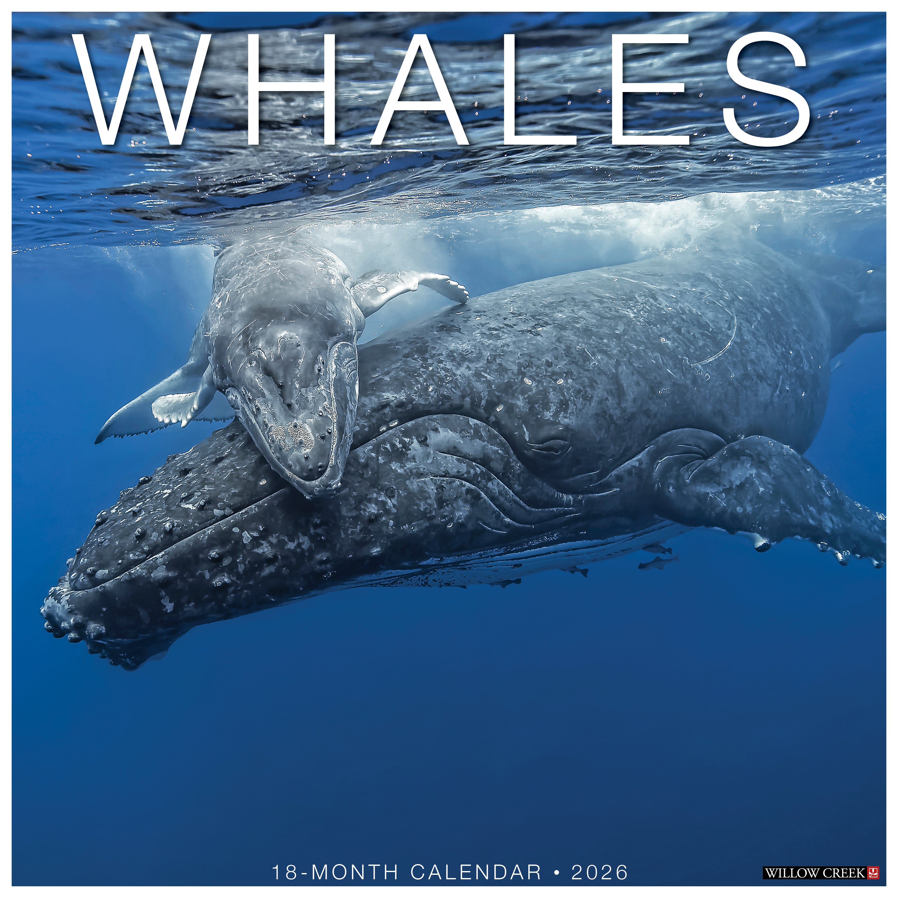 2026 Whales - Square Wall Calendar