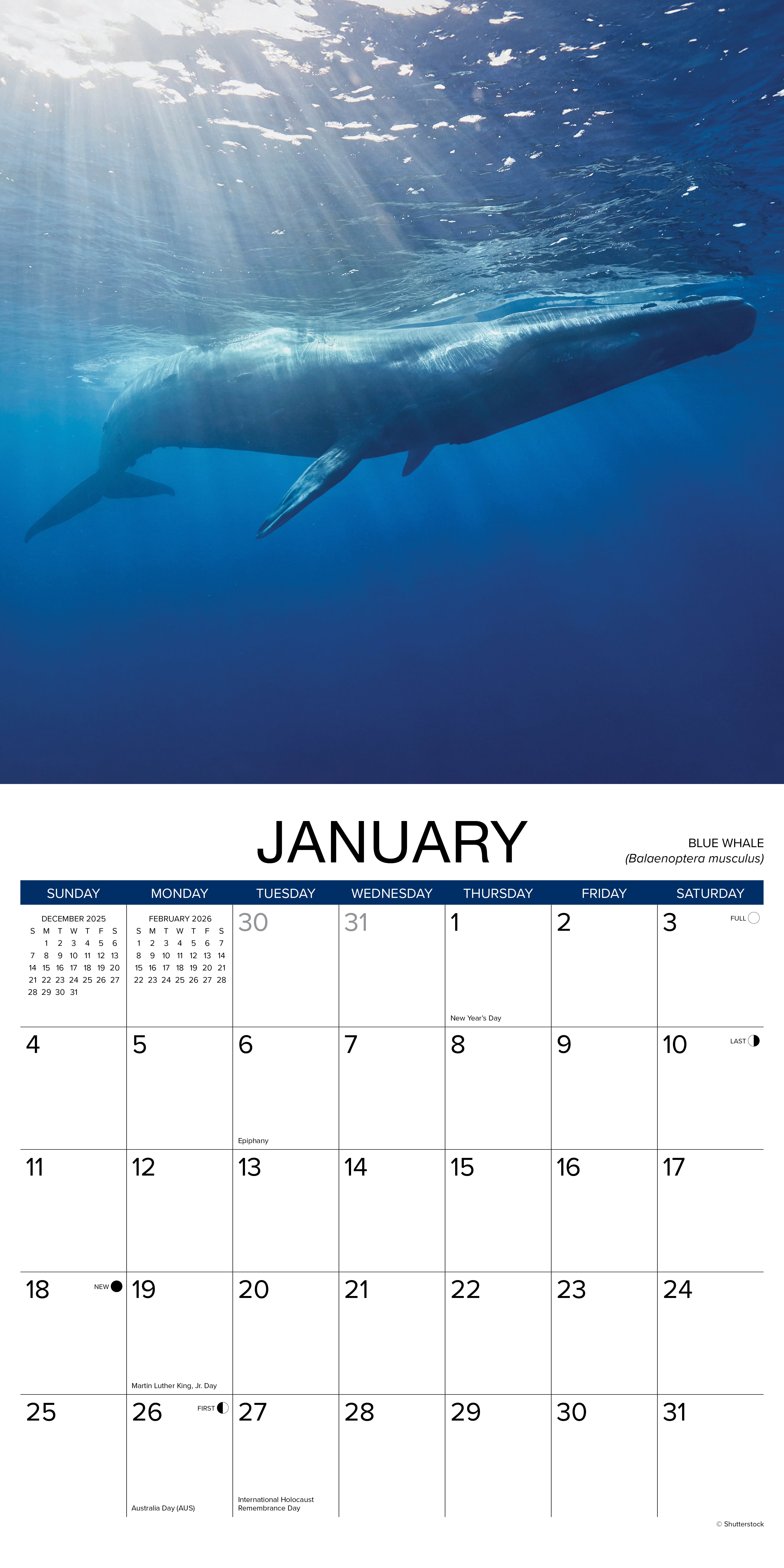 2026 Whales - Square Wall Calendar