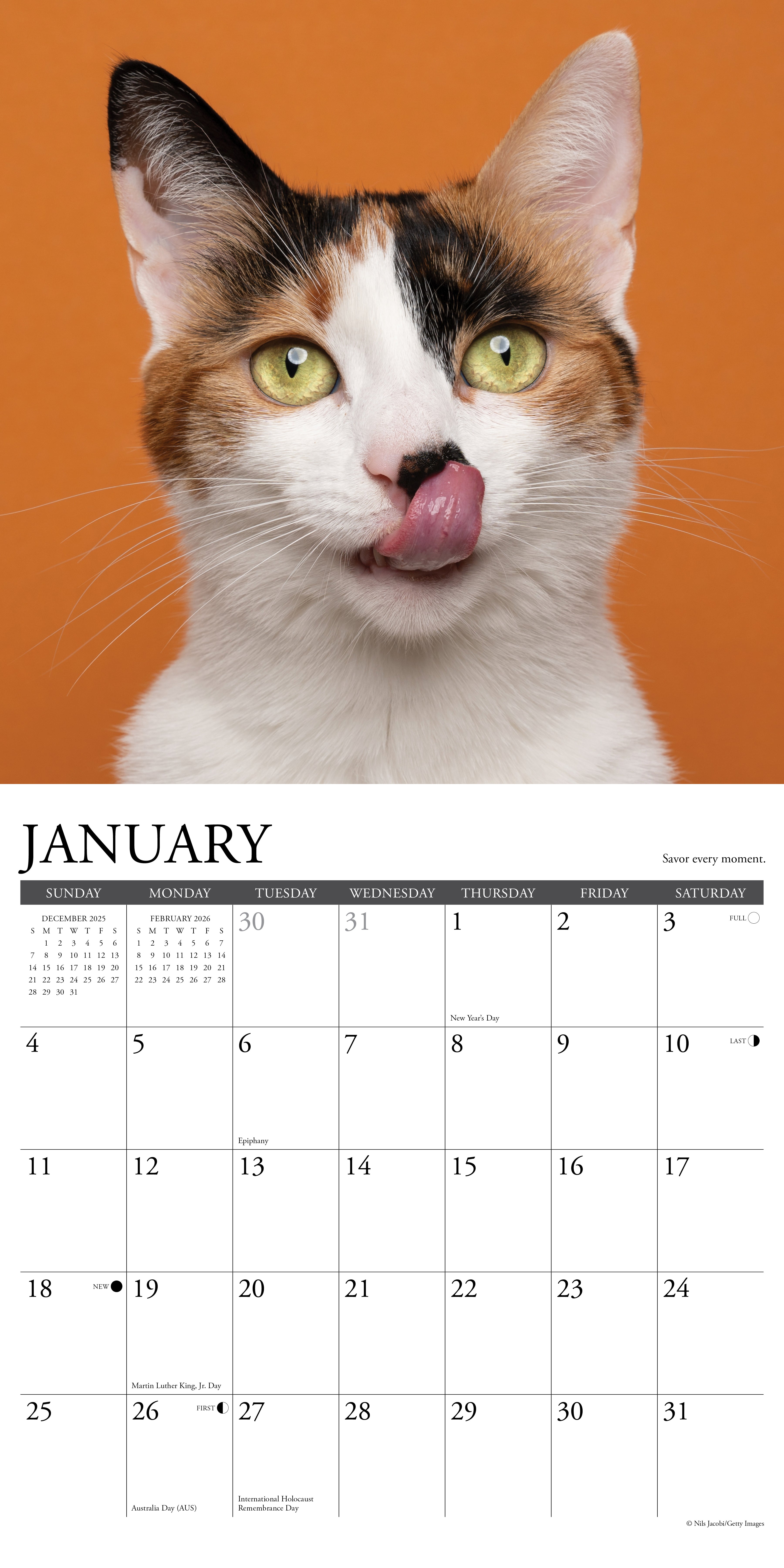 2026 What Cats Teach Us - Square Wall Calendar