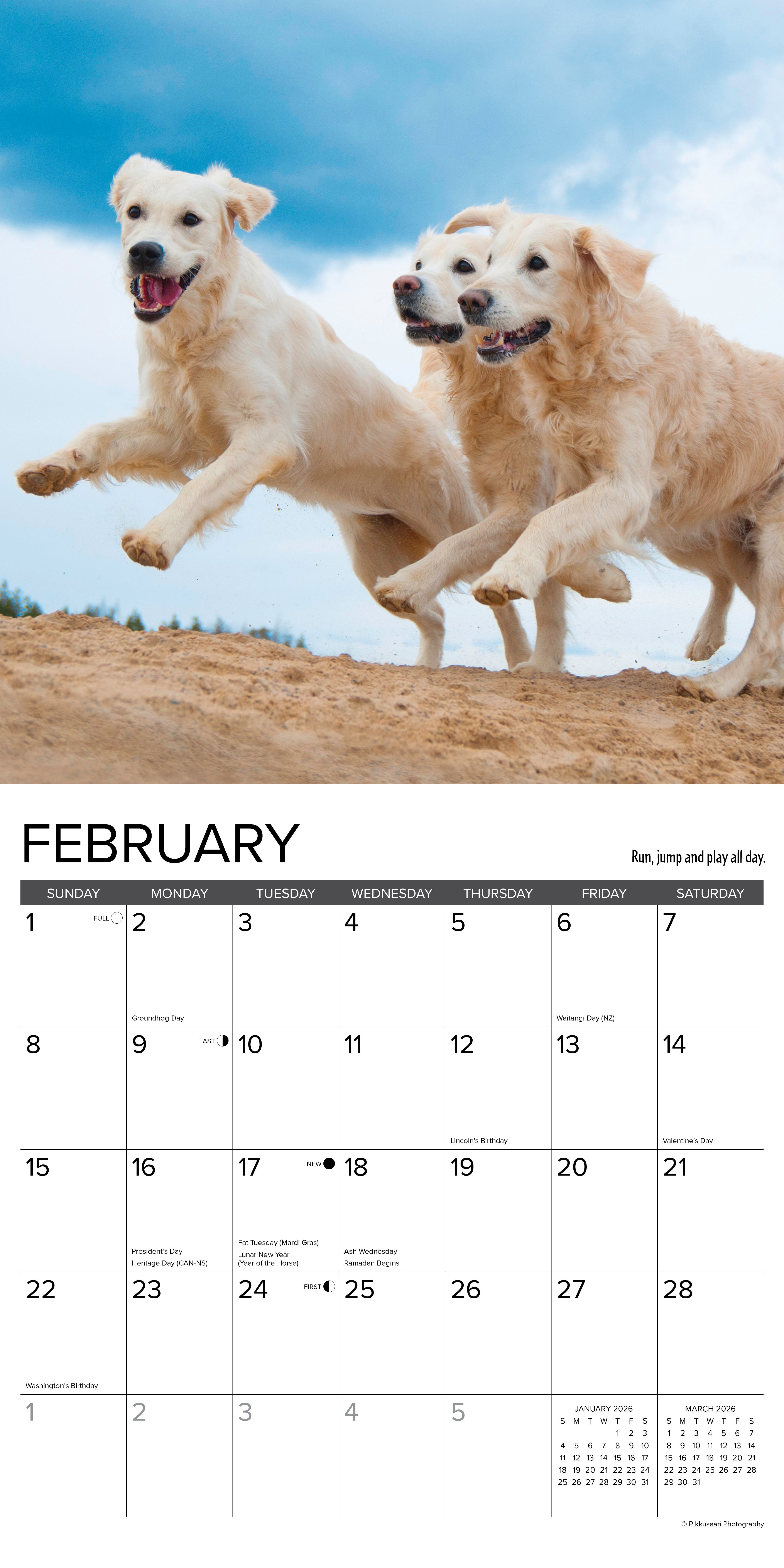 2026 What Goldens Teach Us - Square Wall Calendar