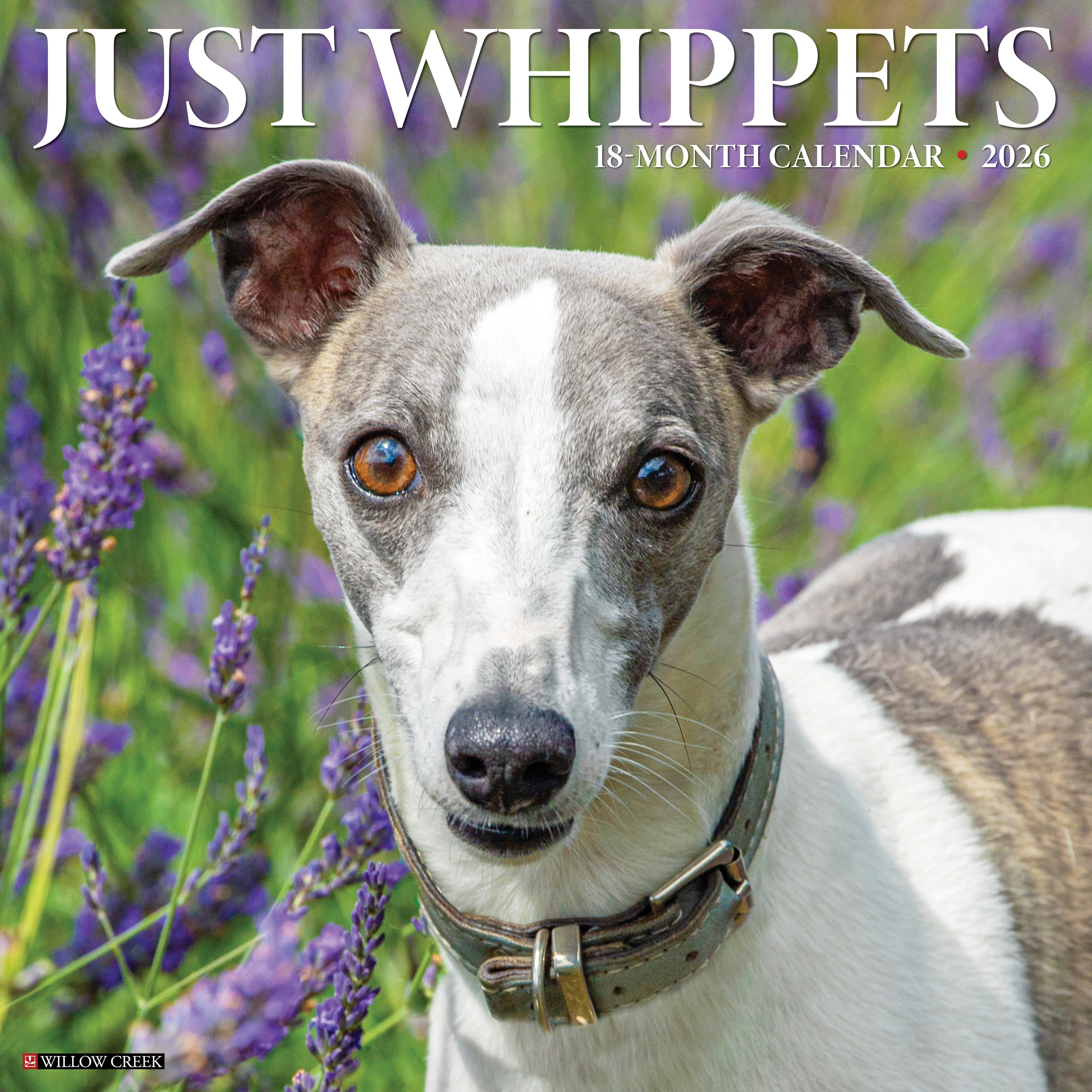 2026 Whippets - Square Wall Calendar