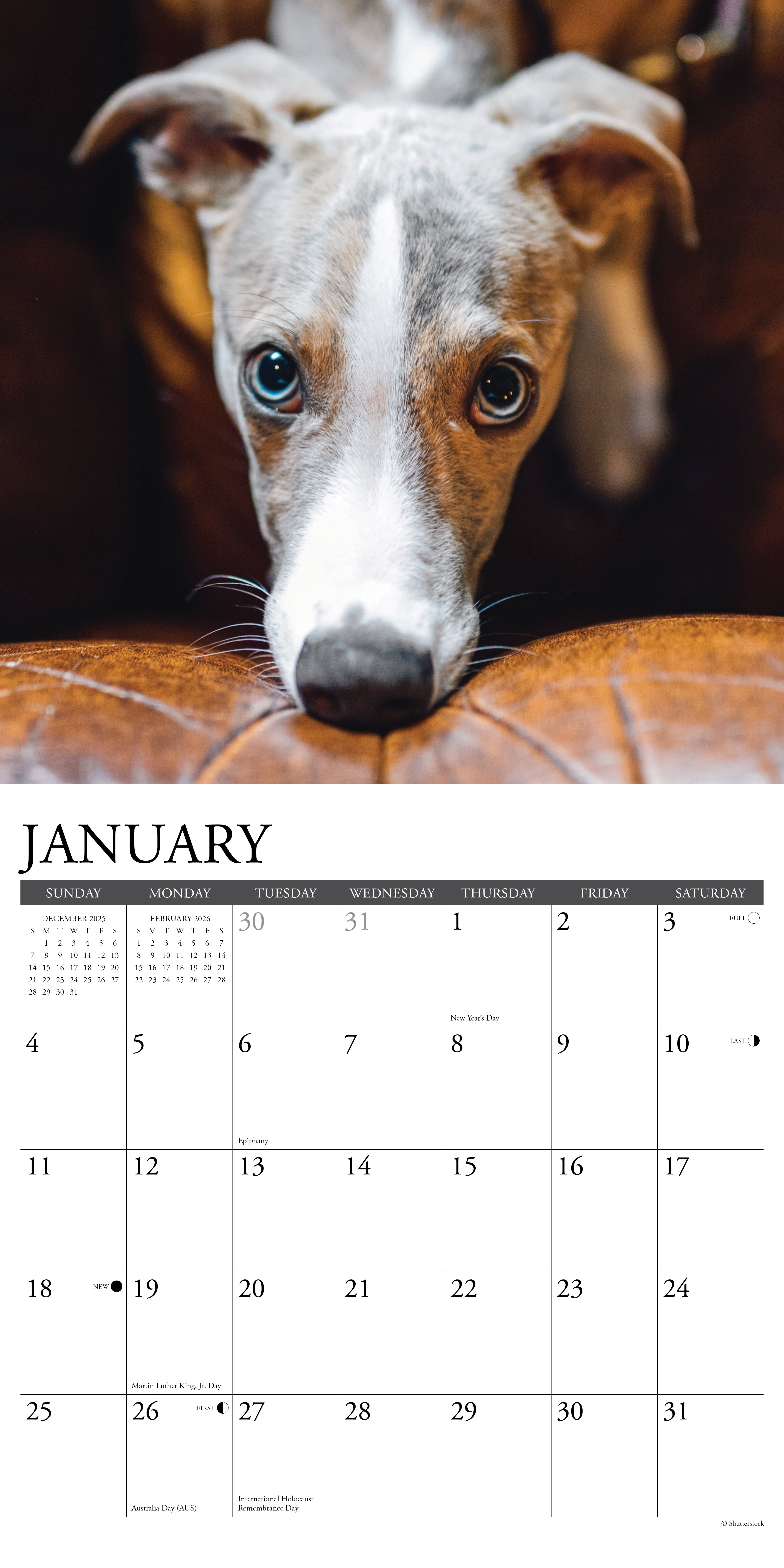 2026 Whippets - Square Wall Calendar
