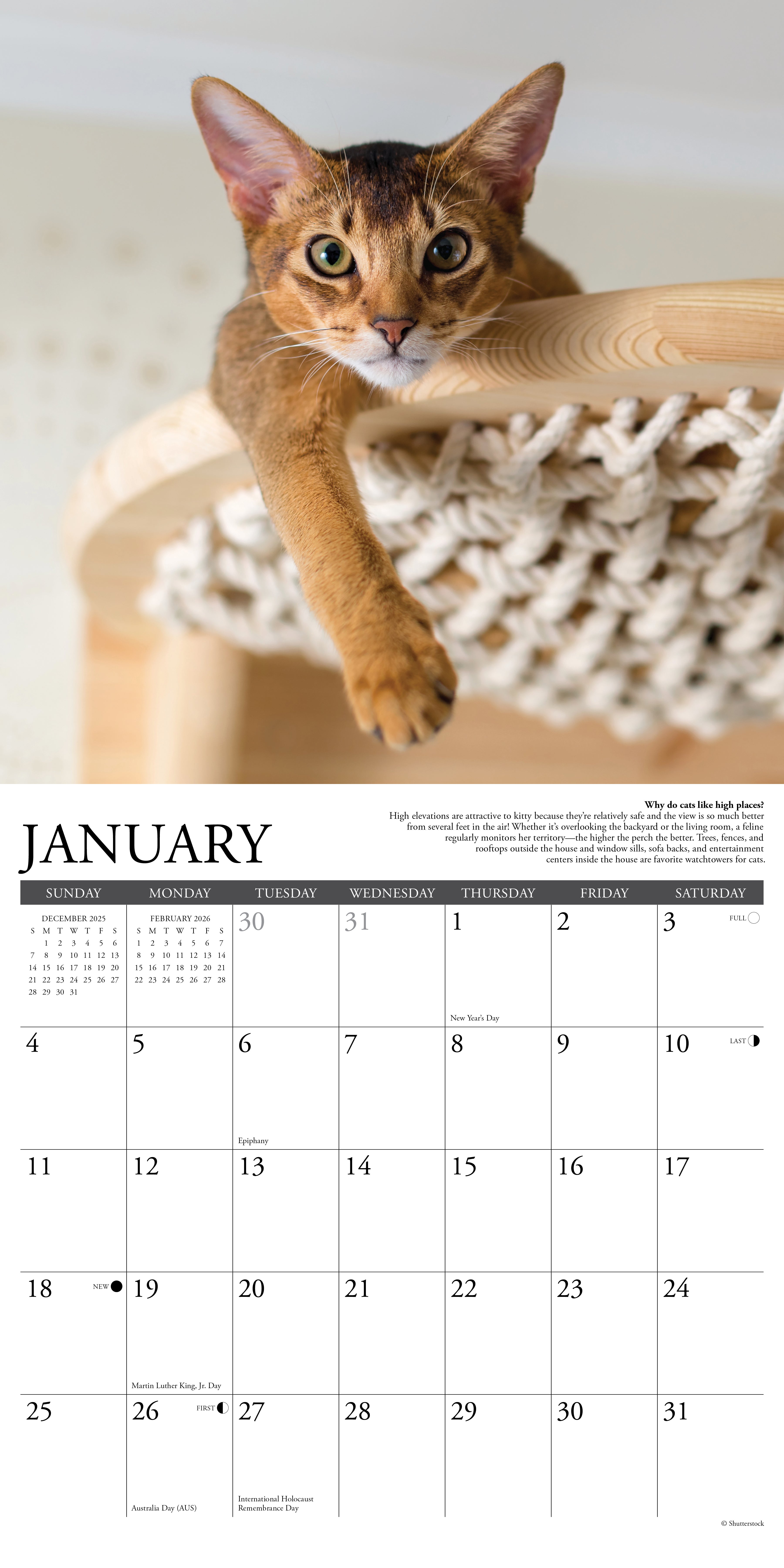 2026 Why Cats Do That - Square Wall Calendar