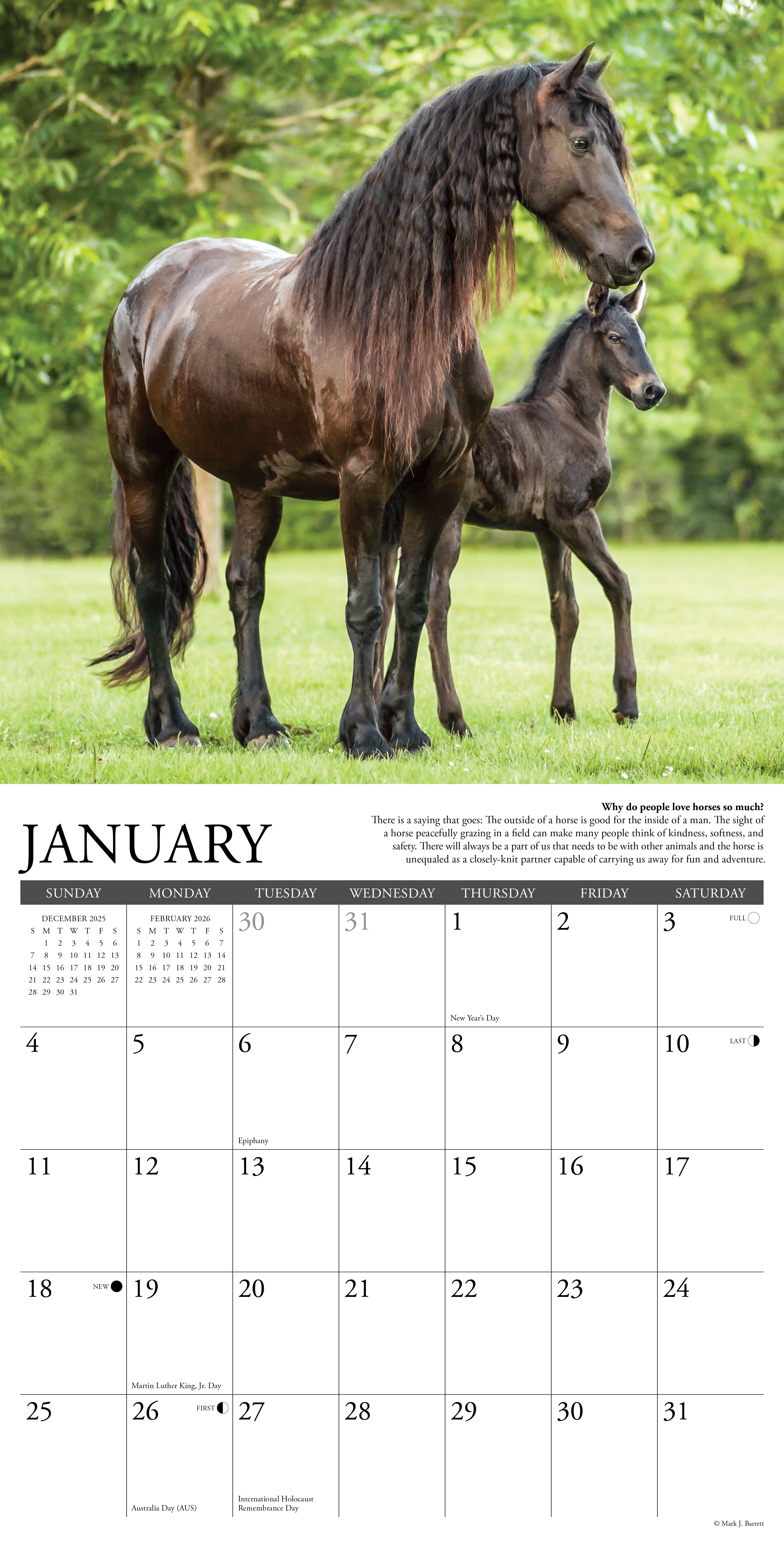 2026 Why Horses Do That - Square Wall Calendar