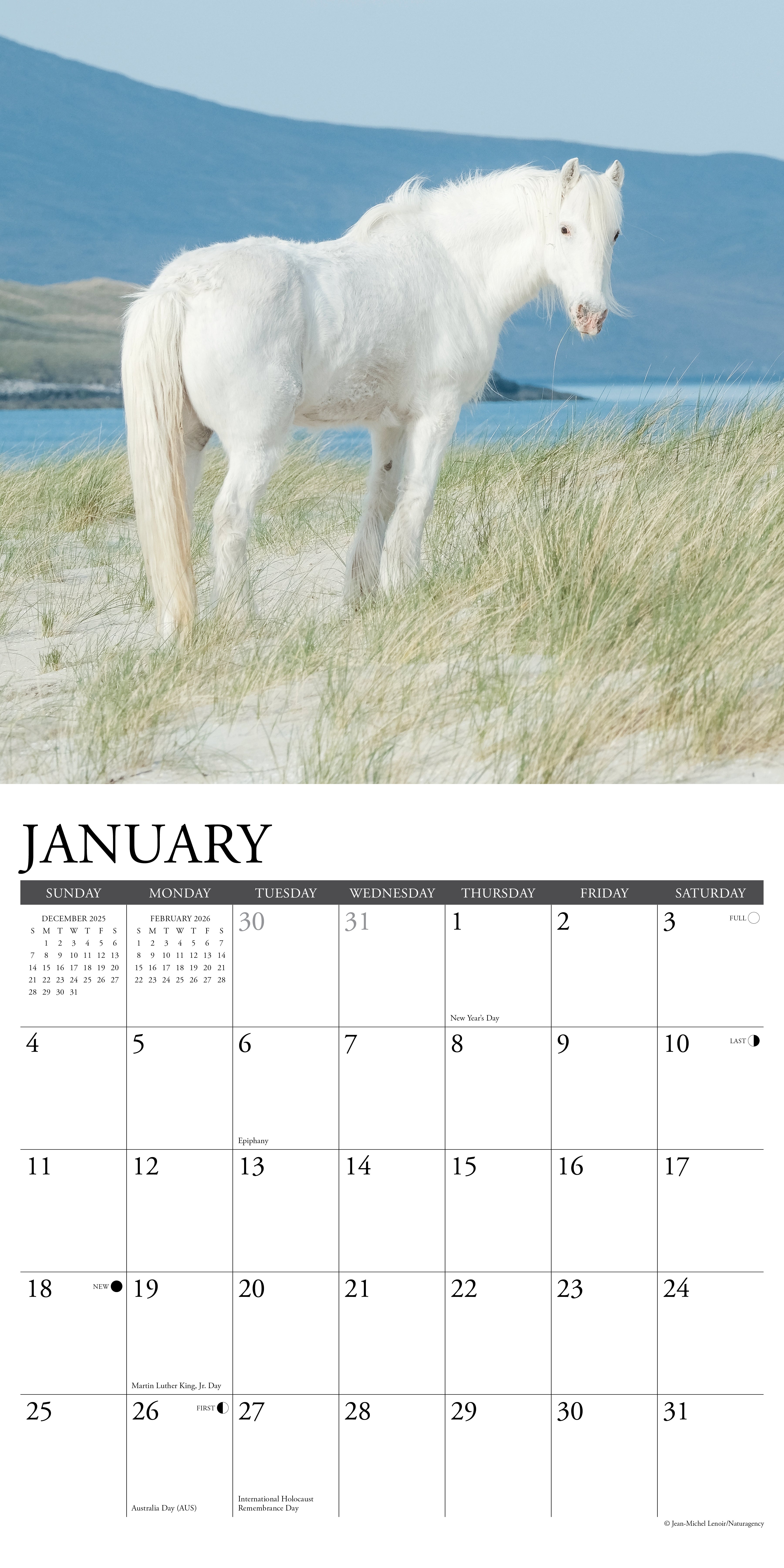 2026 Wild Horses - Square Wall Calendar