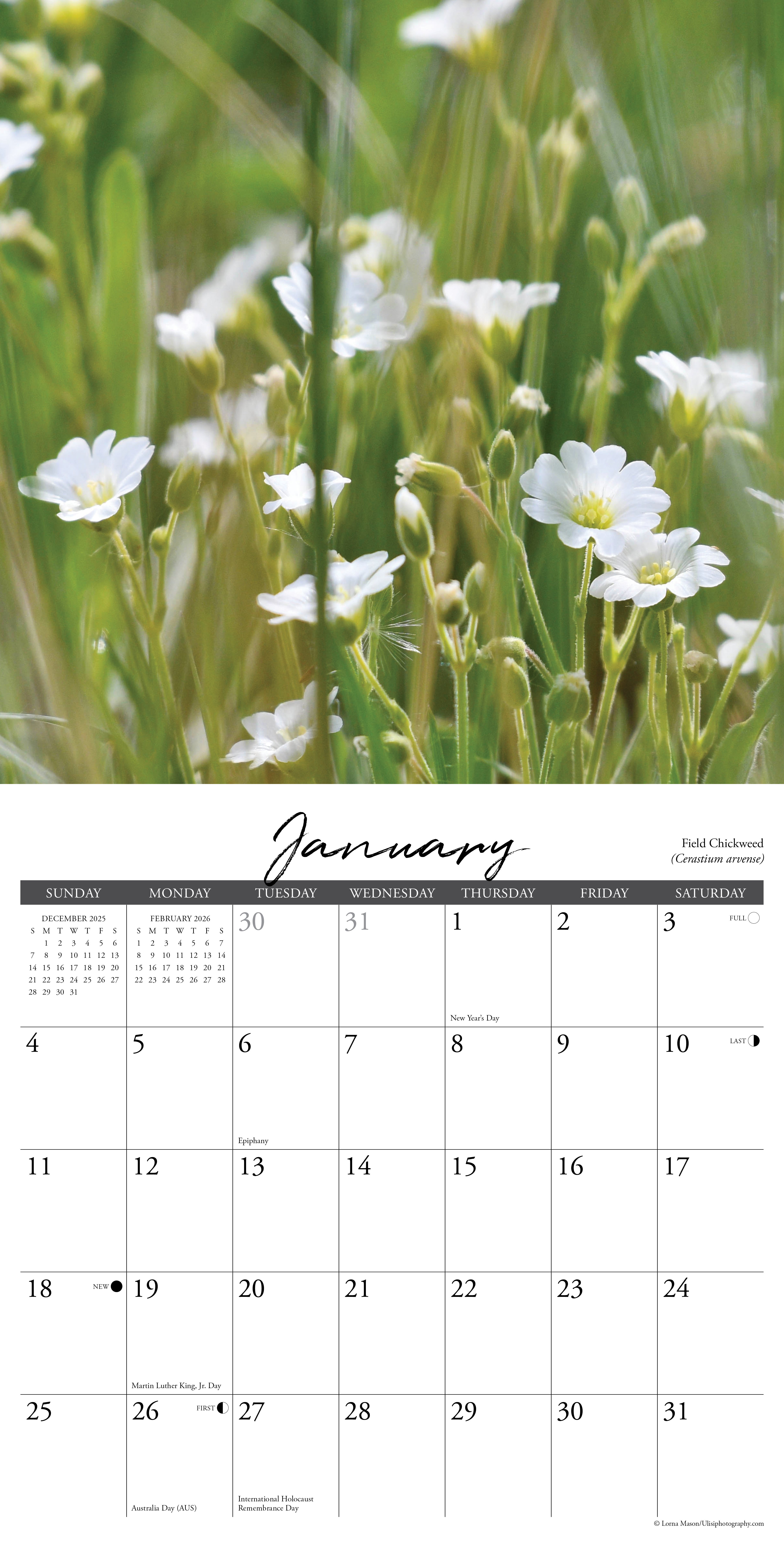 2026 Wildflowers - Square Wall Calendar
