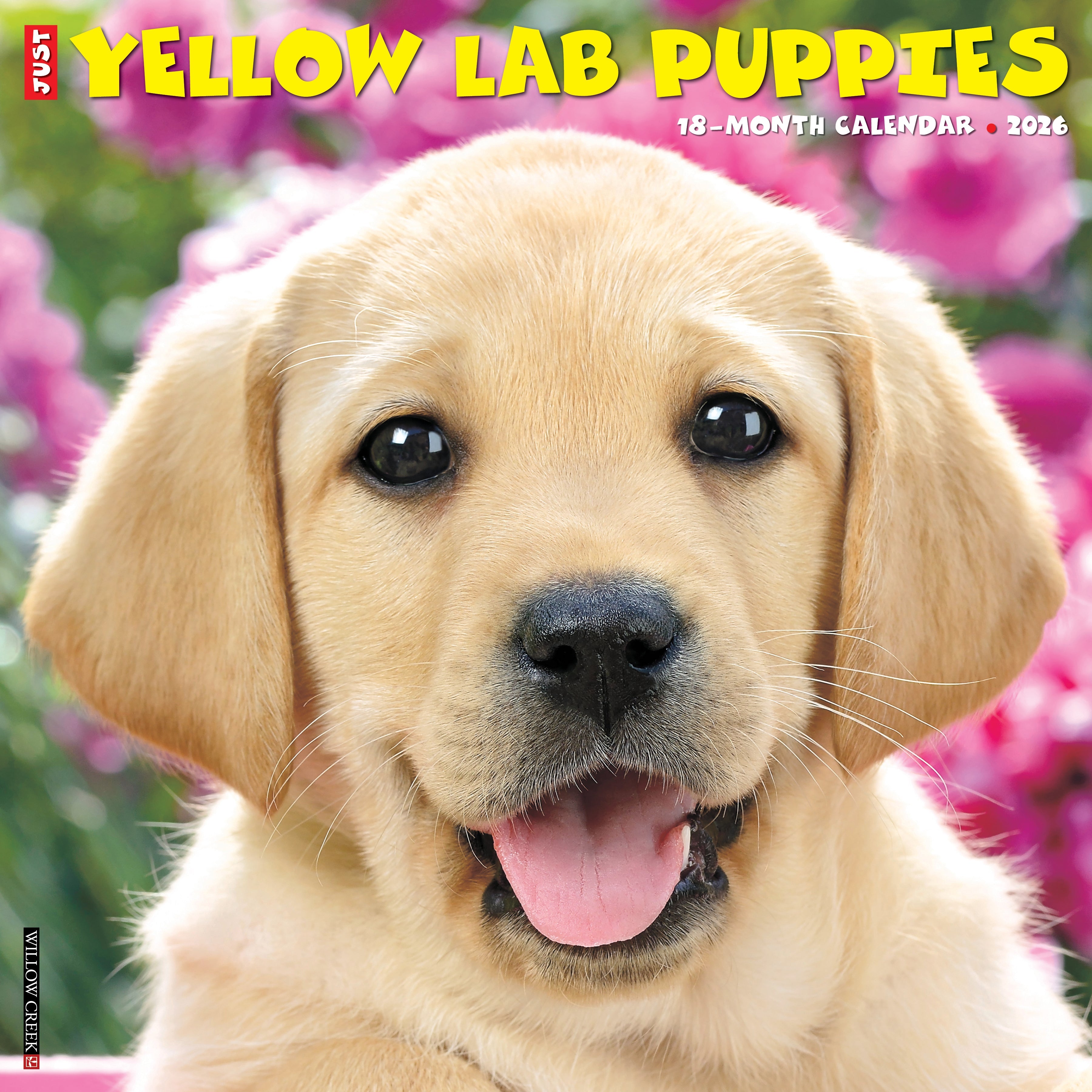 2026 Yellow Lab Puppies - Square Wall Calendar