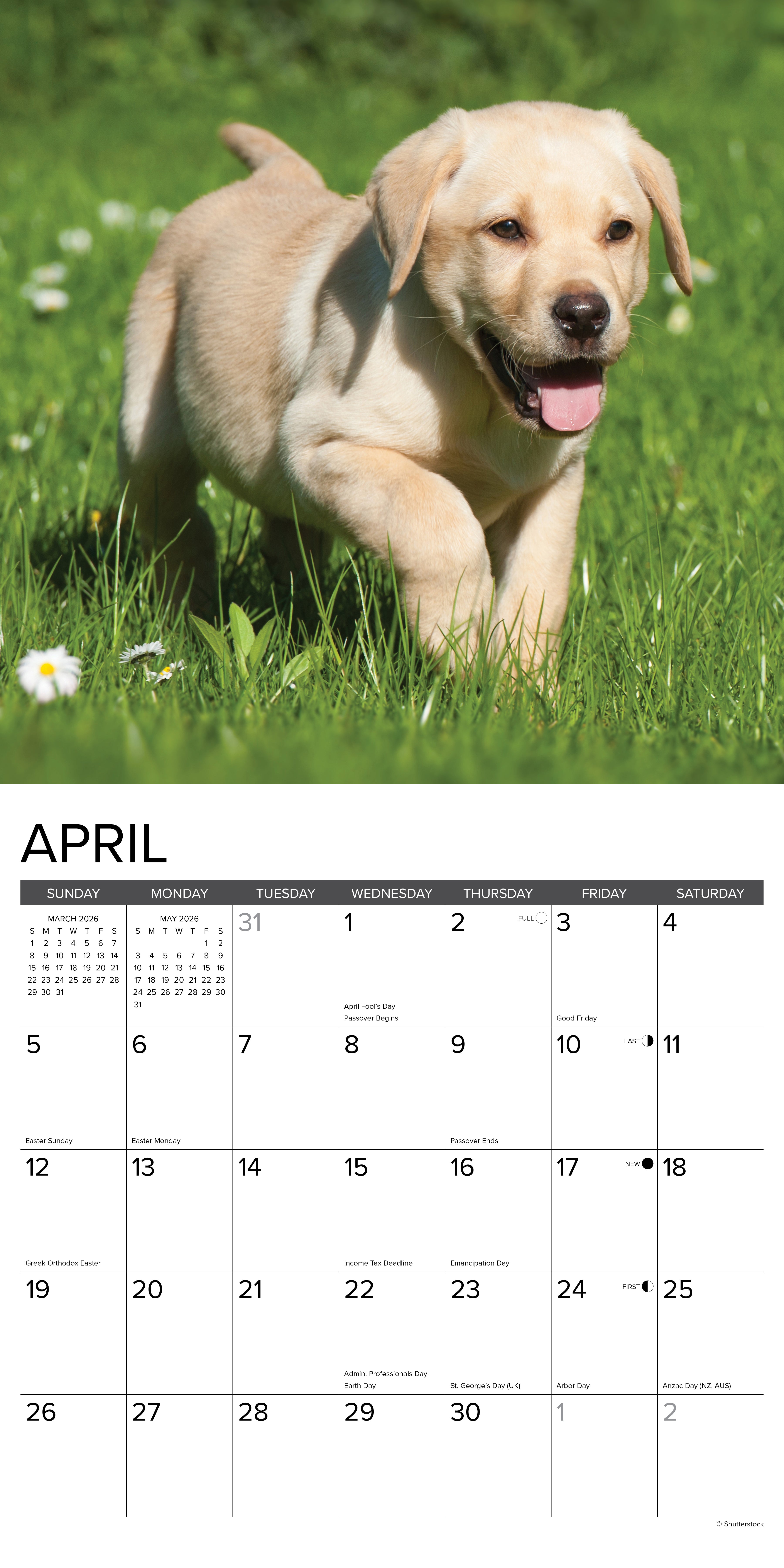 2026 Yellow Lab Puppies - Square Wall Calendar
