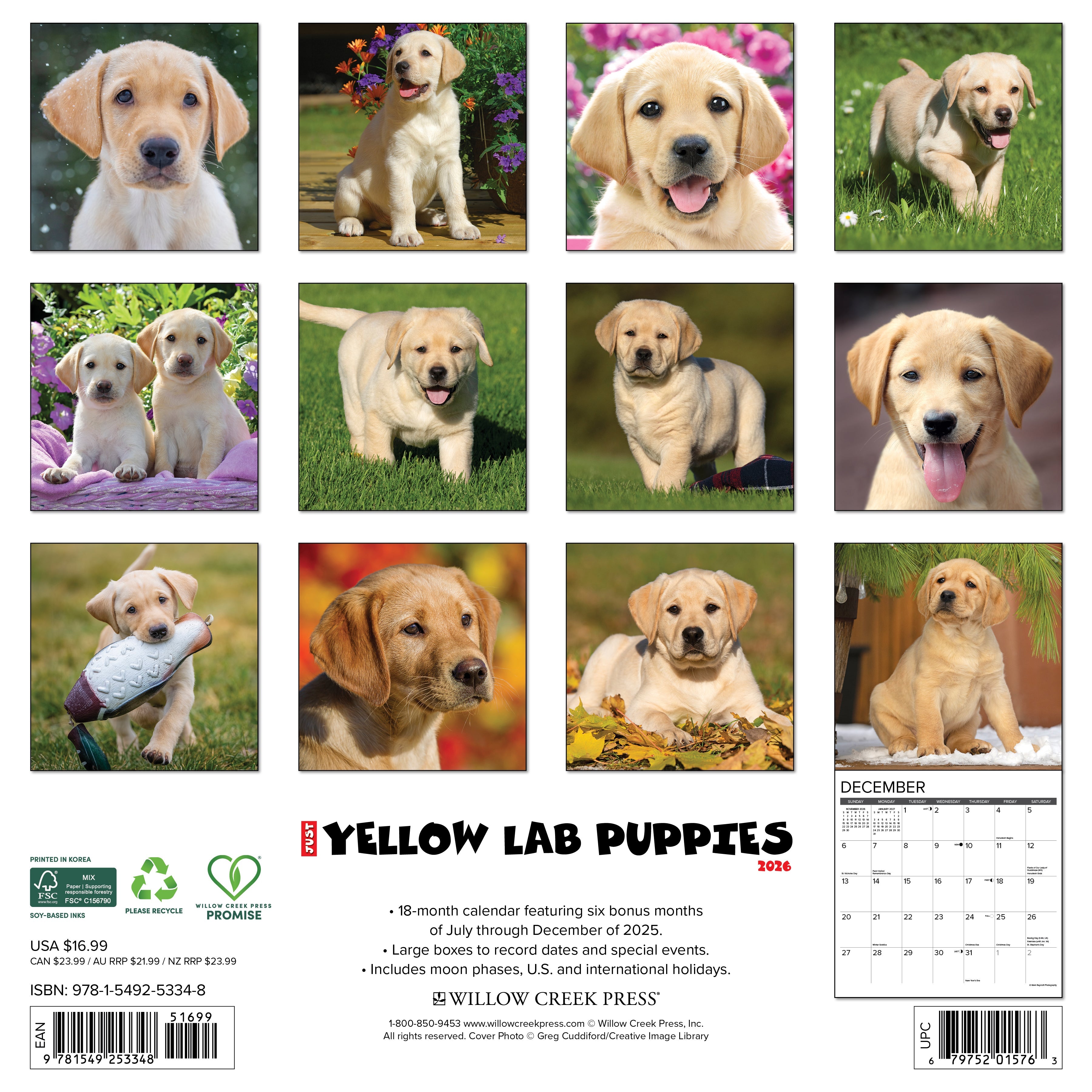 2026 Yellow Lab Puppies - Square Wall Calendar