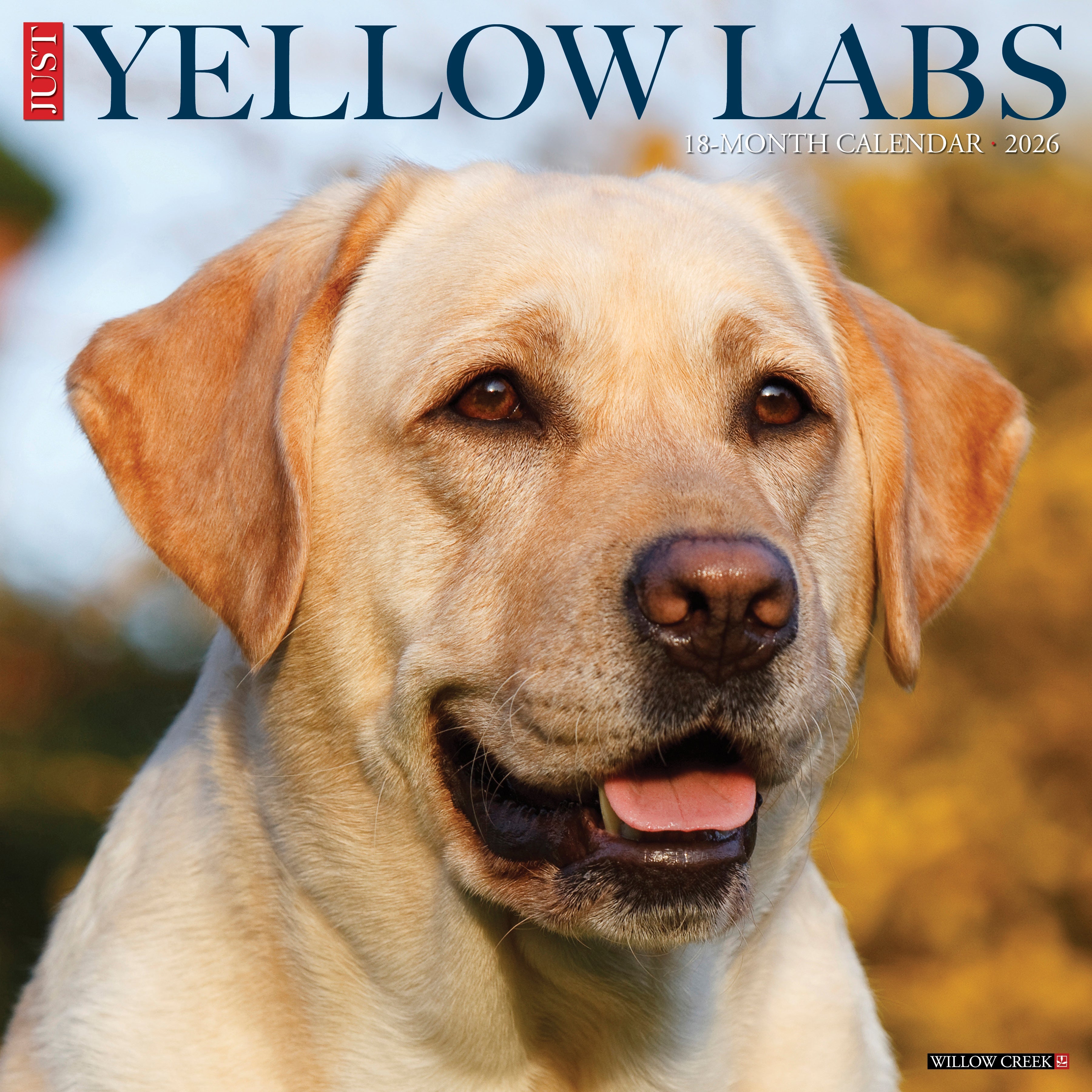 2026 Yellow Labs - Square Wall Calendar