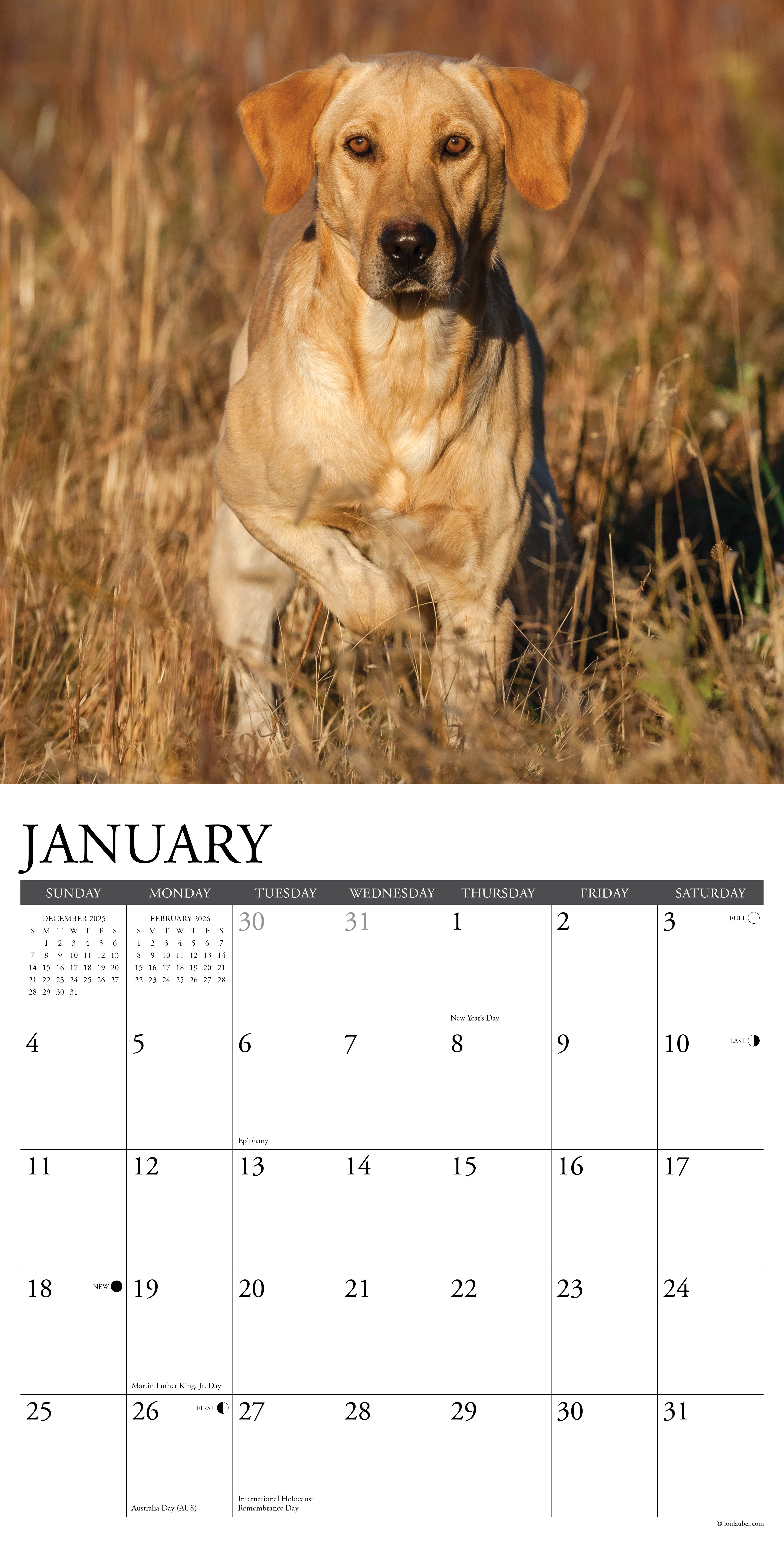 2026 Yellow Labs - Square Wall Calendar