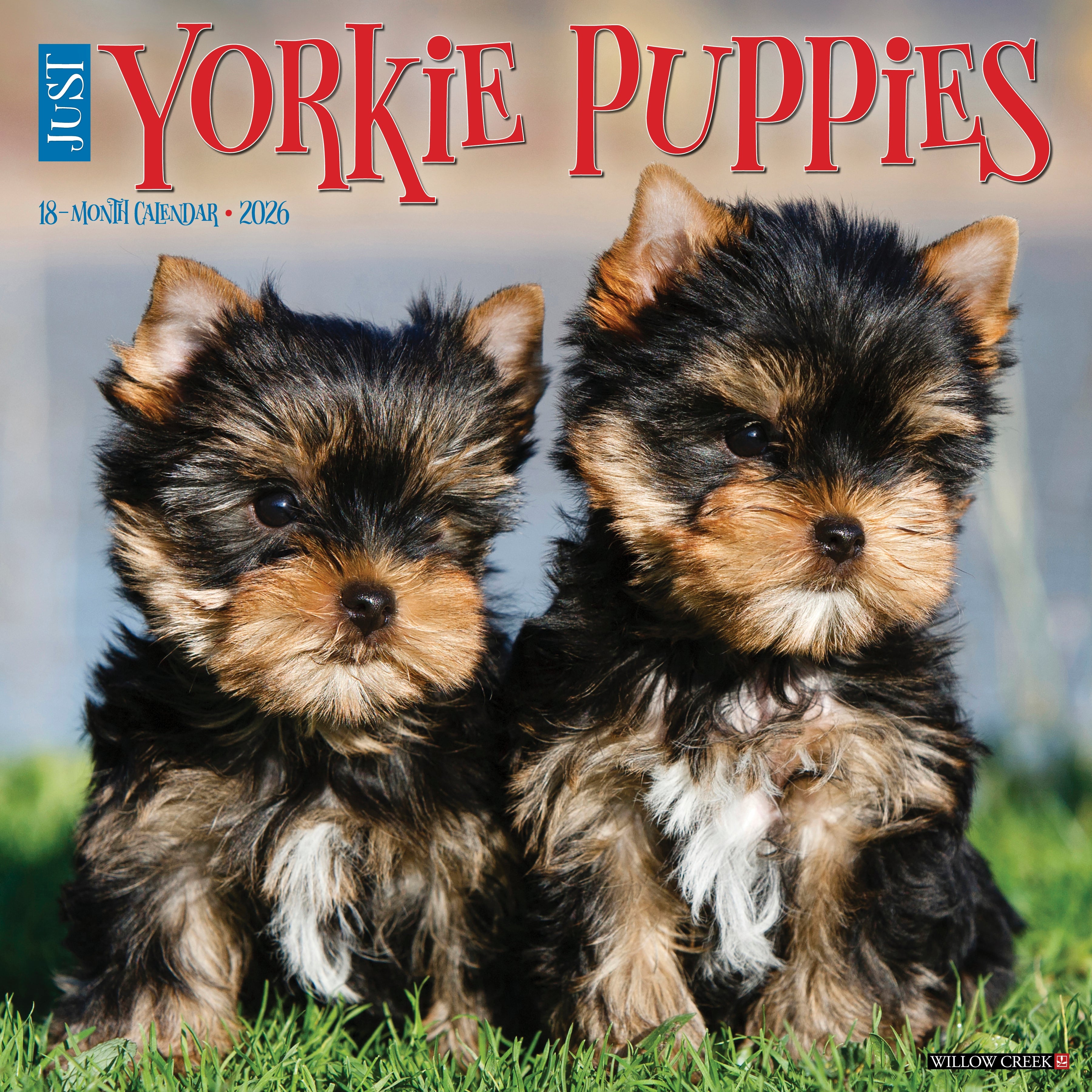 2026 Yorkie Puppies - Square Wall Calendar