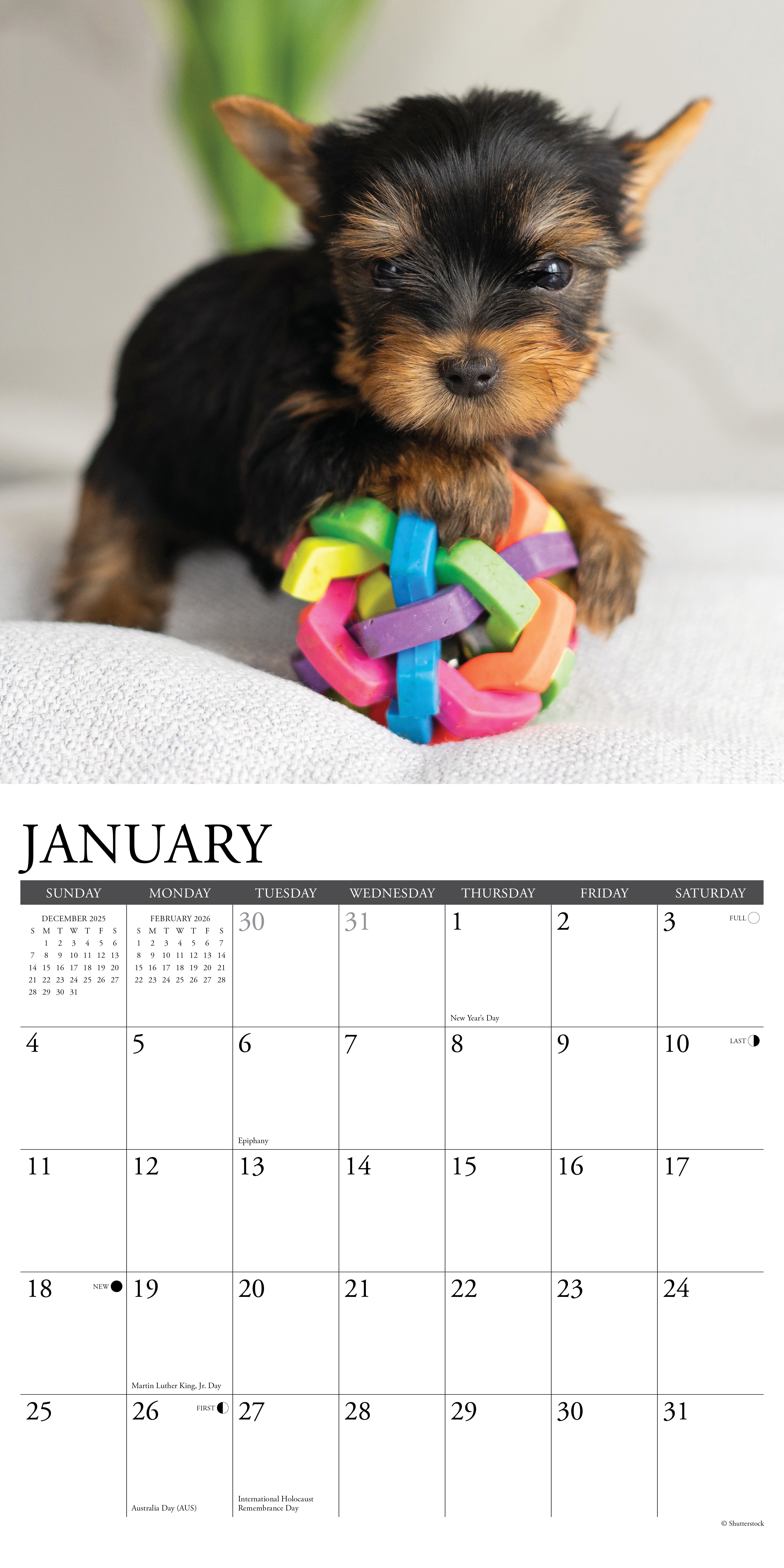 2026 Yorkie Puppies - Square Wall Calendar