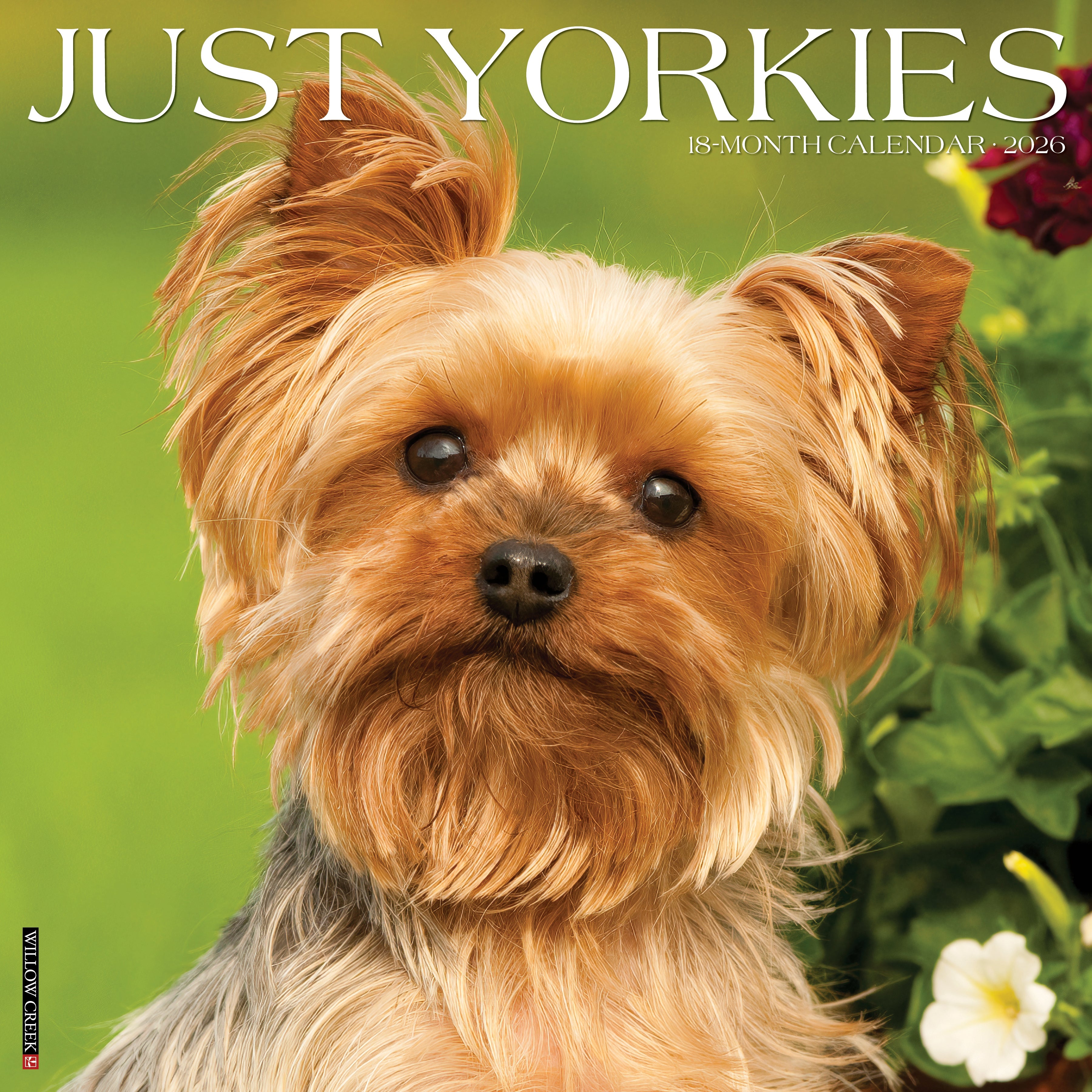 2026 Yorkies - Square Wall Calendar