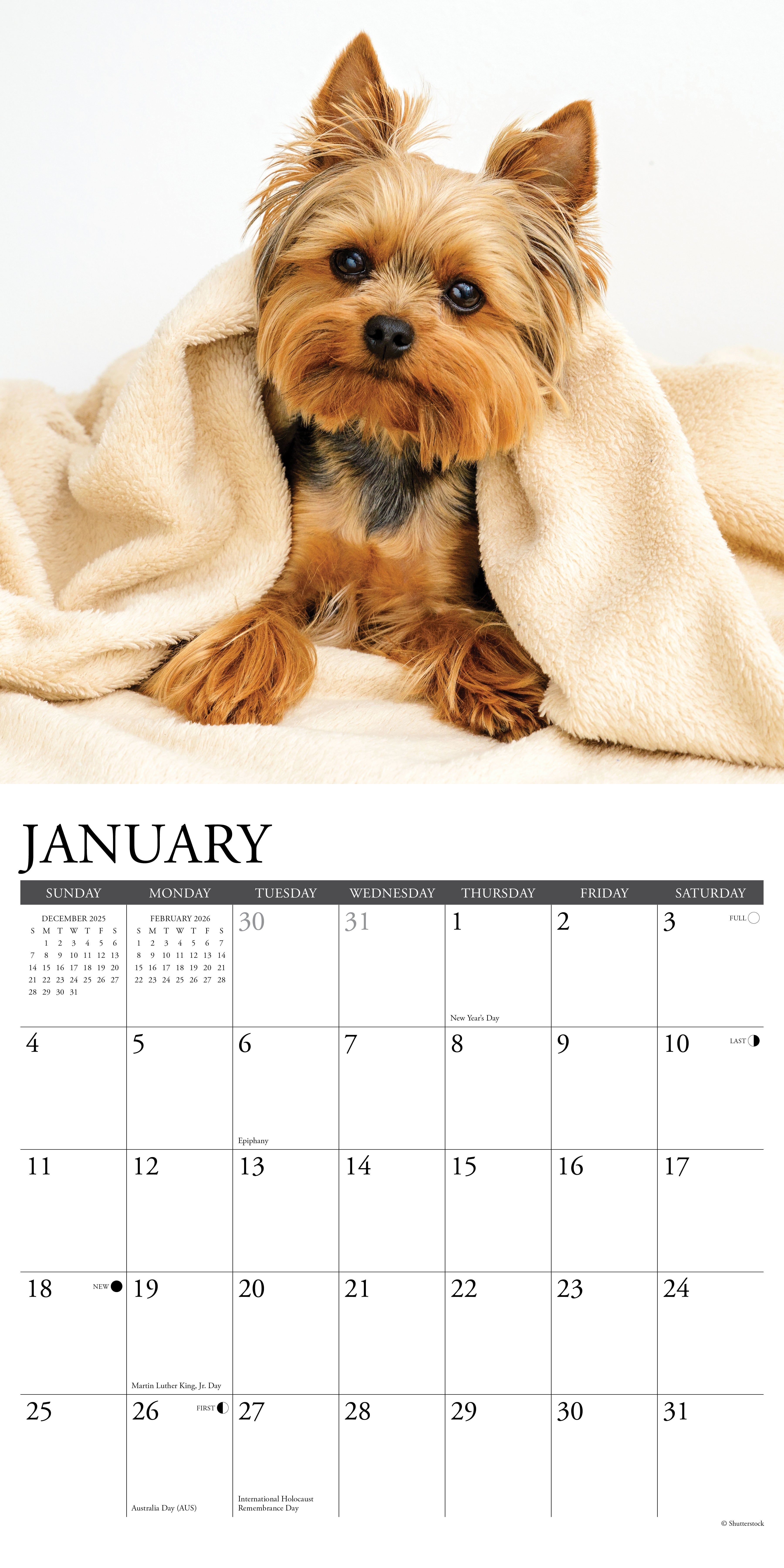 2026 Yorkies - Square Wall Calendar