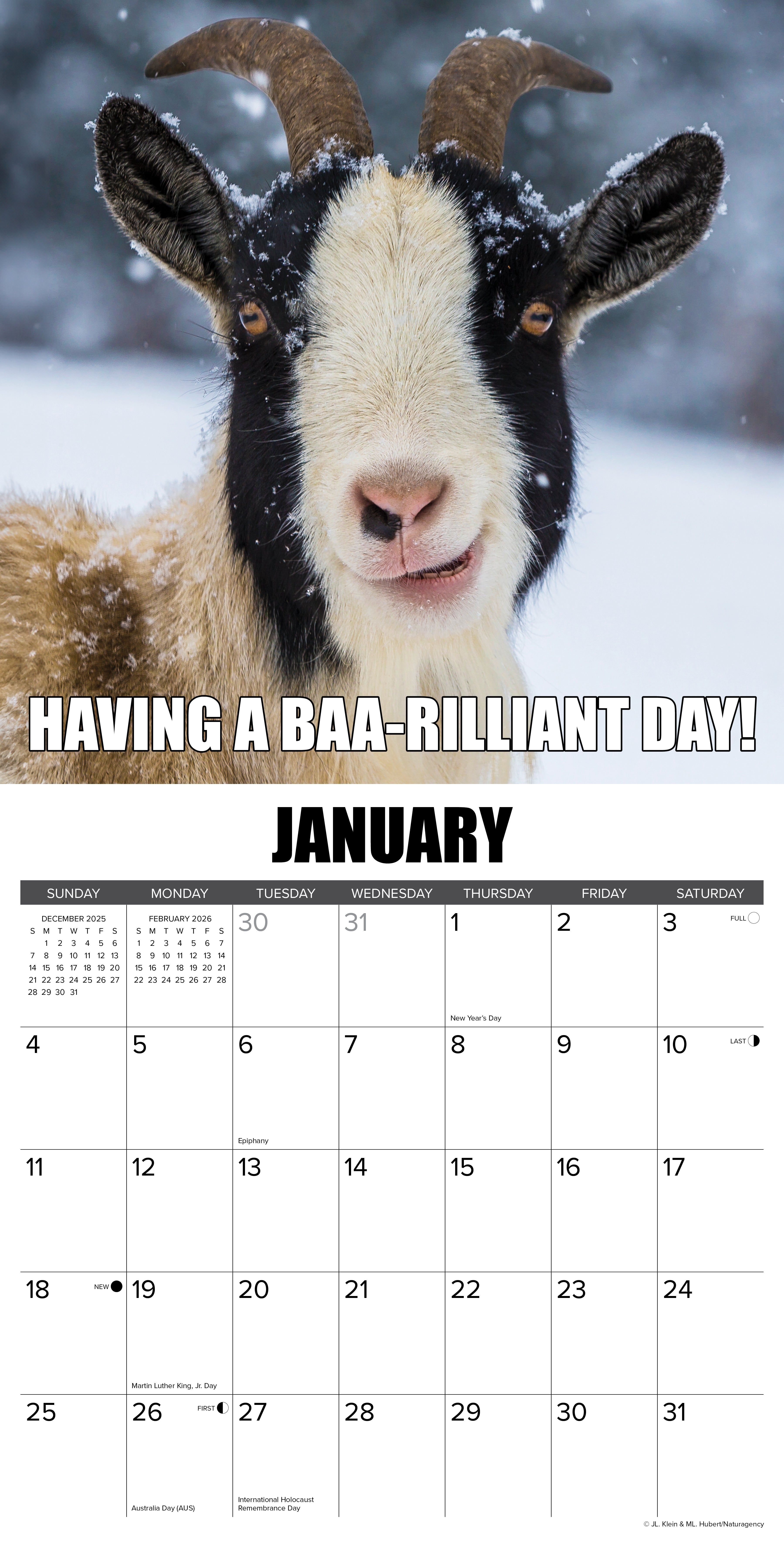 2026 You Goat This - Square Wall Calendar
