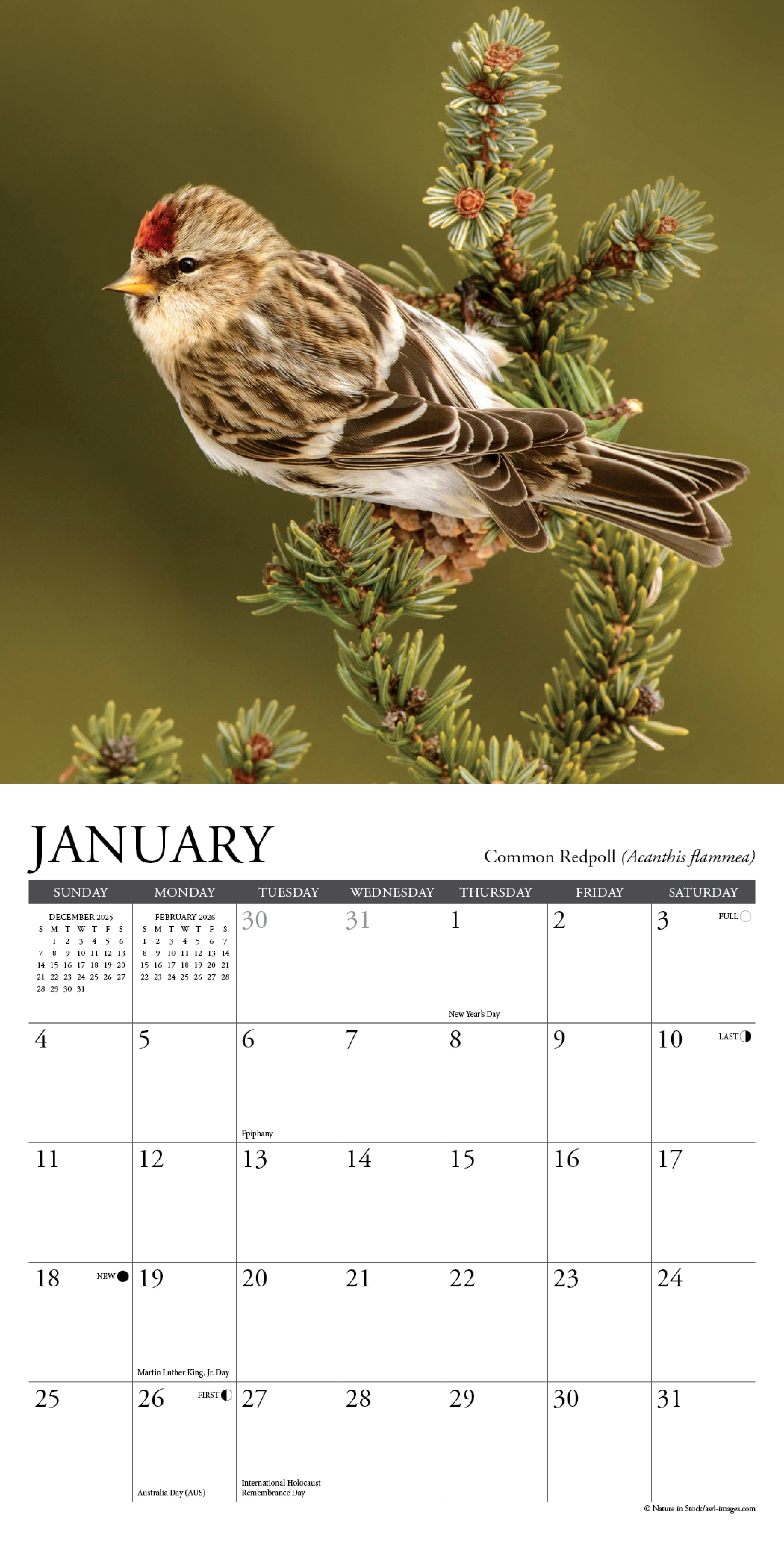 2026 Backyard Birds - Mini Wall Calendar