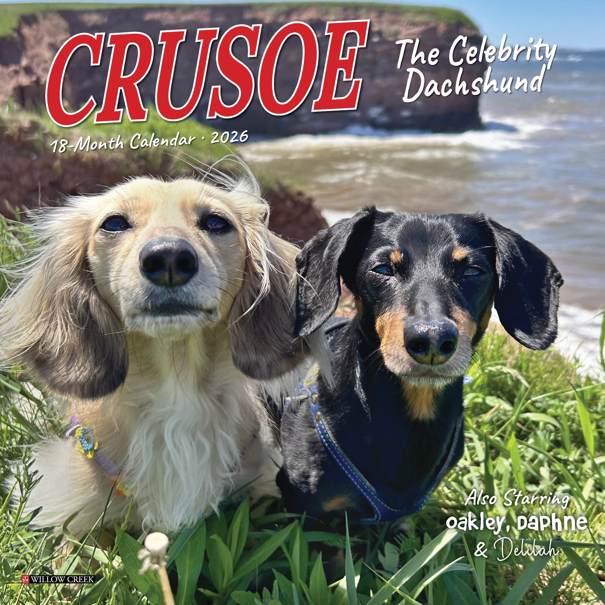 2026 Crusoe the Celebrity Dachshund - Mini Wall Calendar