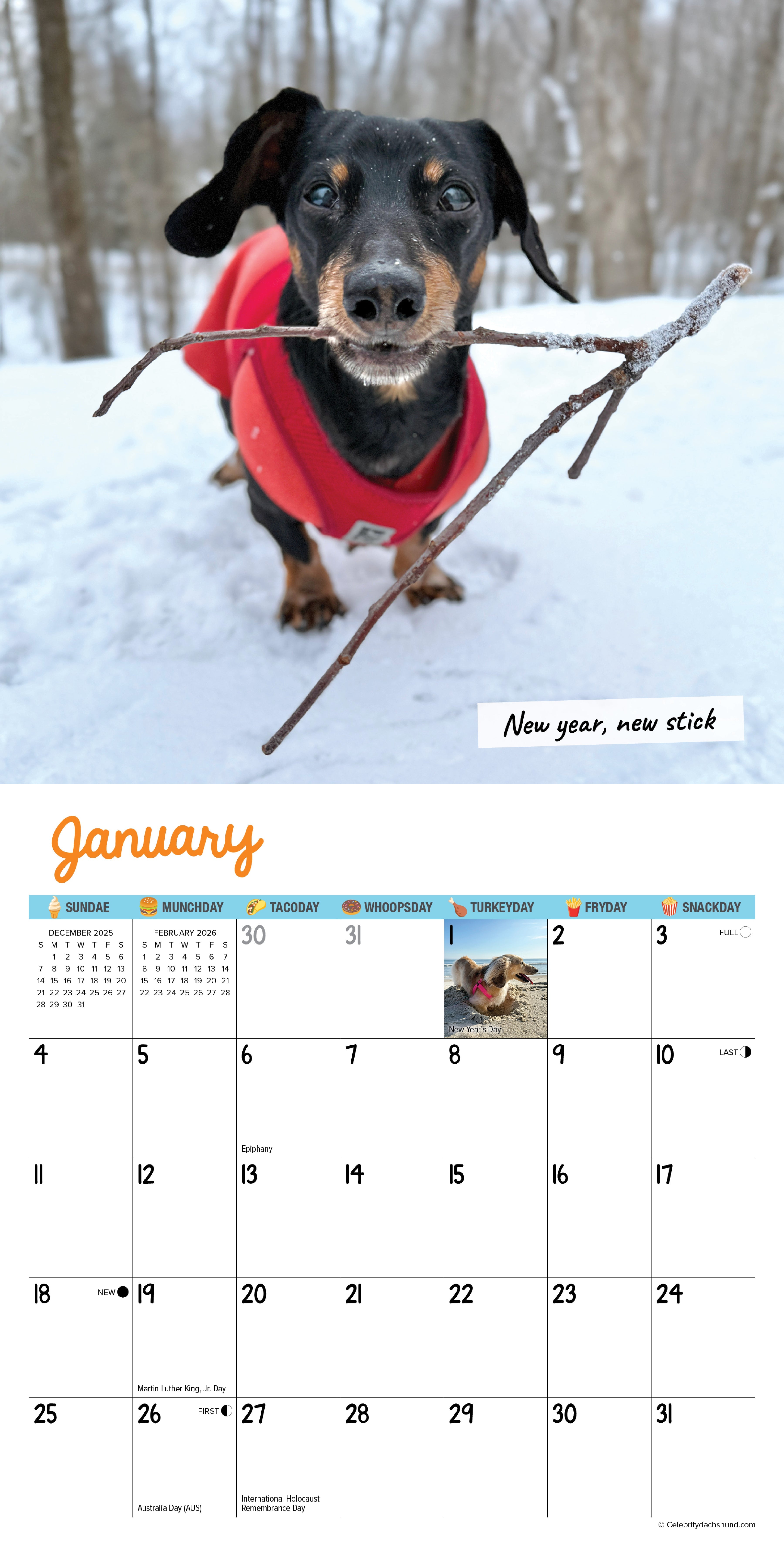 2026 Crusoe the Celebrity Dachshund - Mini Wall Calendar